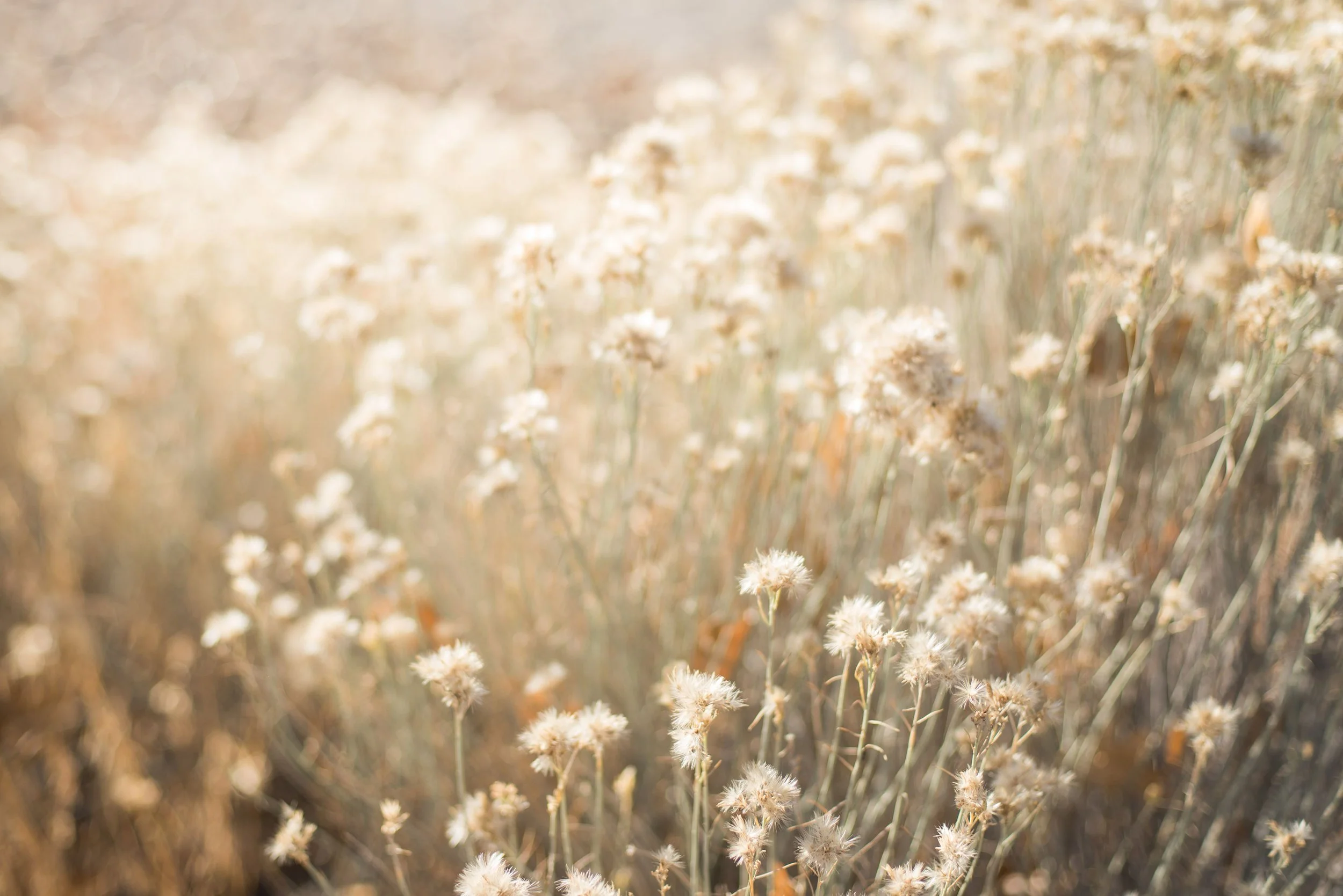 A field of tall, dry plants with small, fluffy seed heads, bathed in warm sunlight with a blurred background.