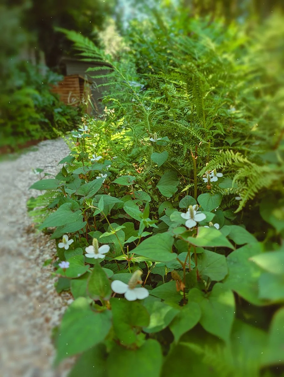 A garden path with lush green foliage, ferns, and white flowers along the side, with a small structure and stacked bricks in the background.