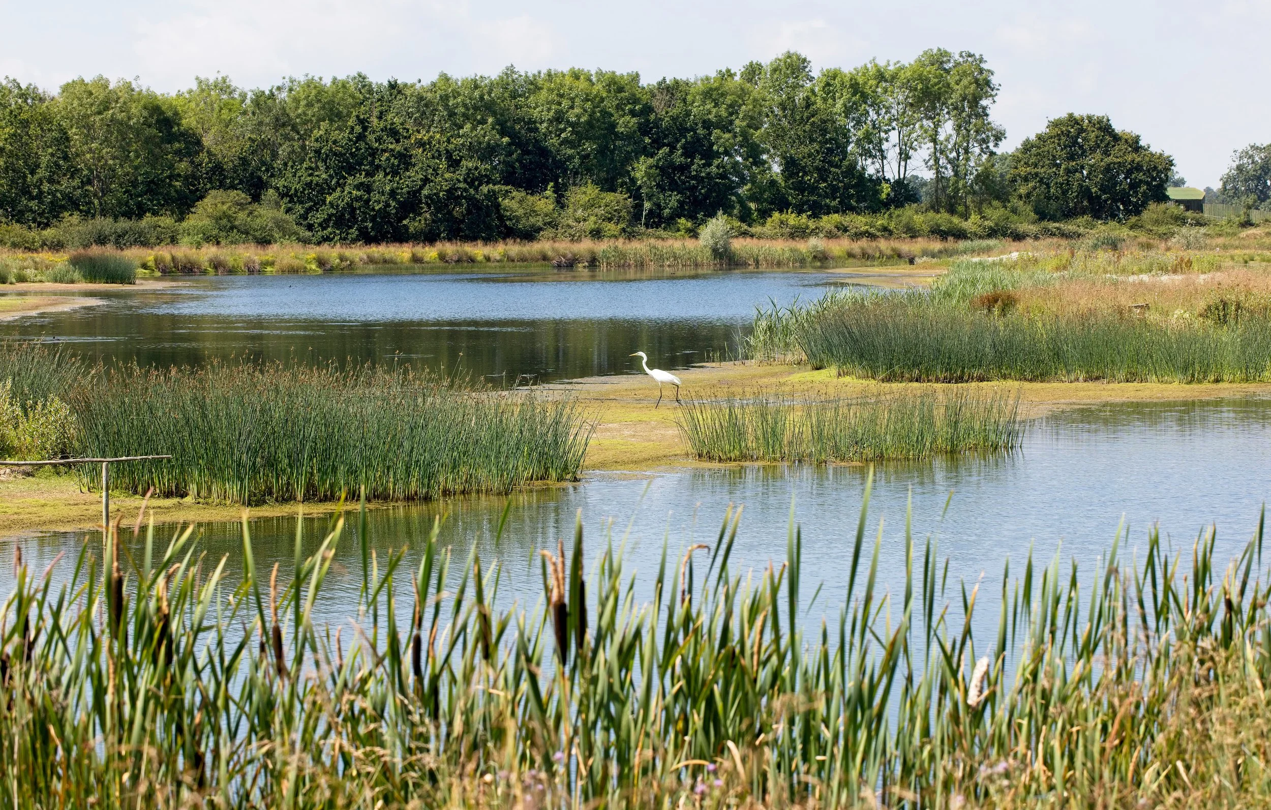 wild-food-foraging-lake-sussex.jpg