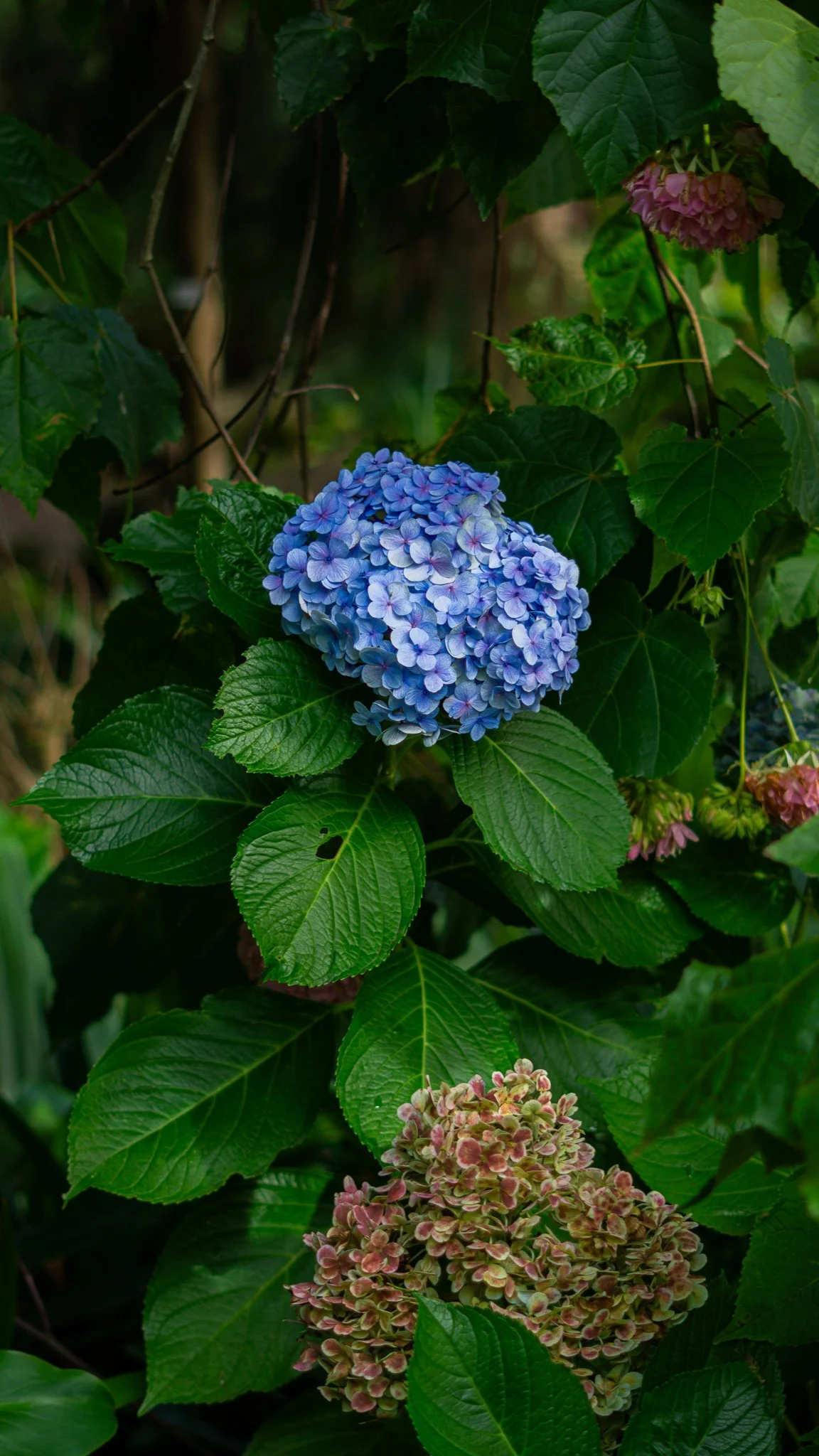 Een afbeelding van blauwe en roze hortensia bloemen omgeven door groene bladeren.
