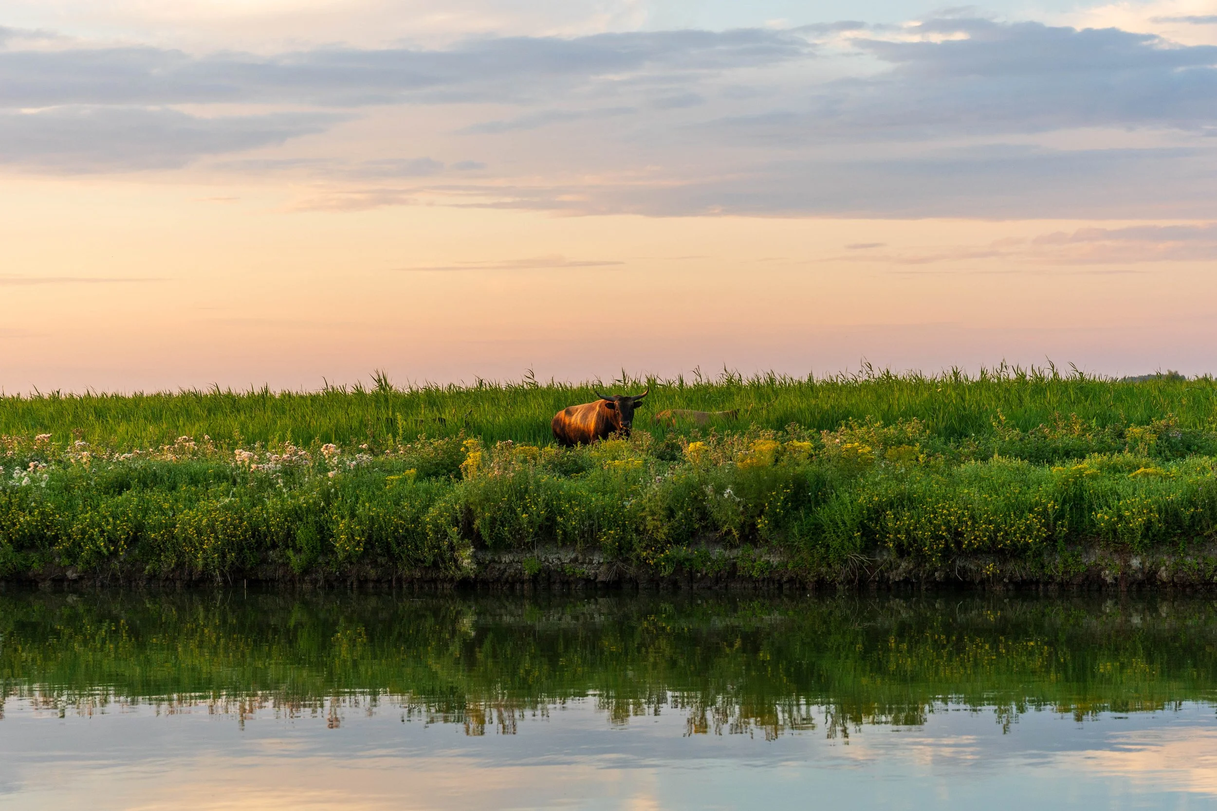 een koe die in een groene weide staat, met een meer of rivier er in de buurt en een lucht met enkele wolken en een zachte zonsondergang.