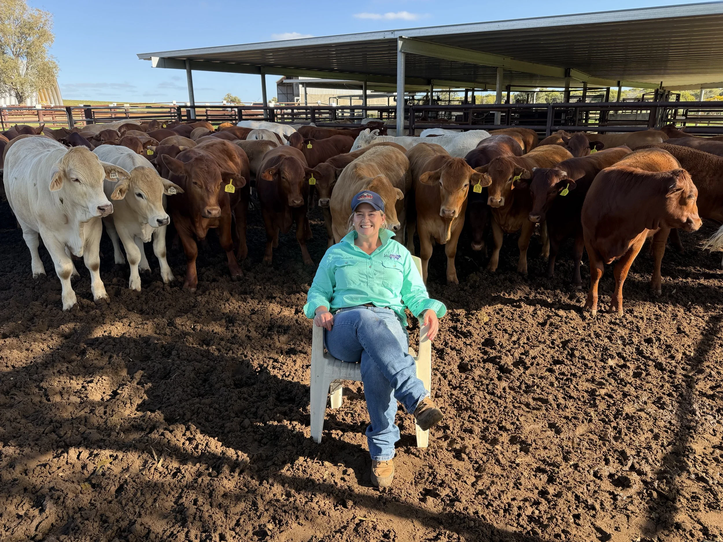 Cattle Handling Schools