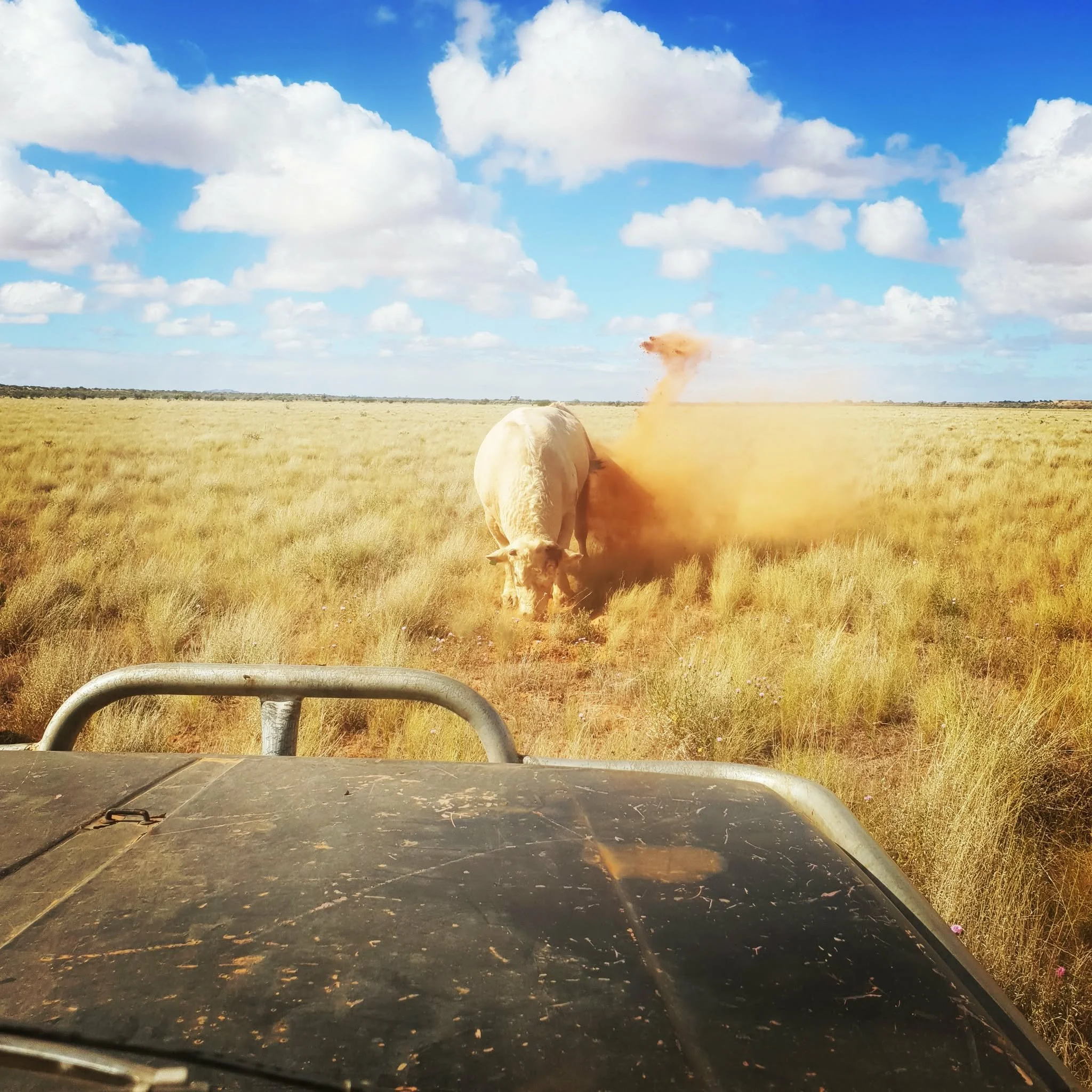 Livestock Expert Witness Services