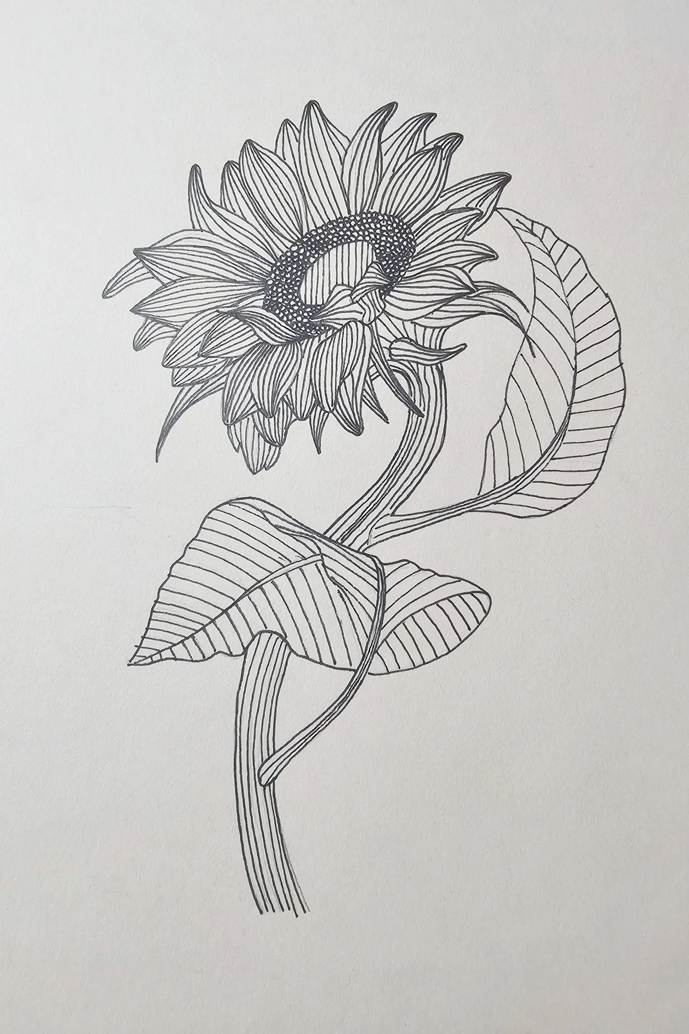 Orolinova-sunflower13-2.jpg