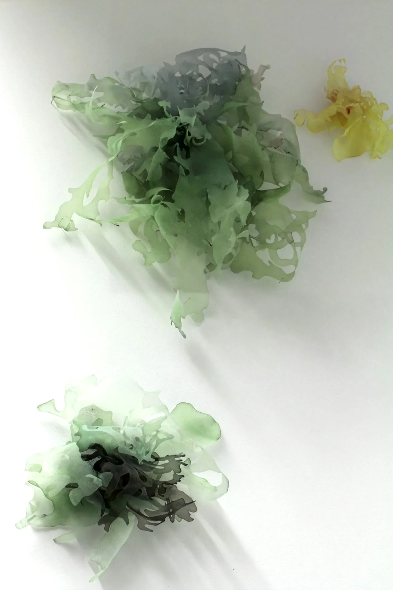 Orolinova-Lichens06.jpg