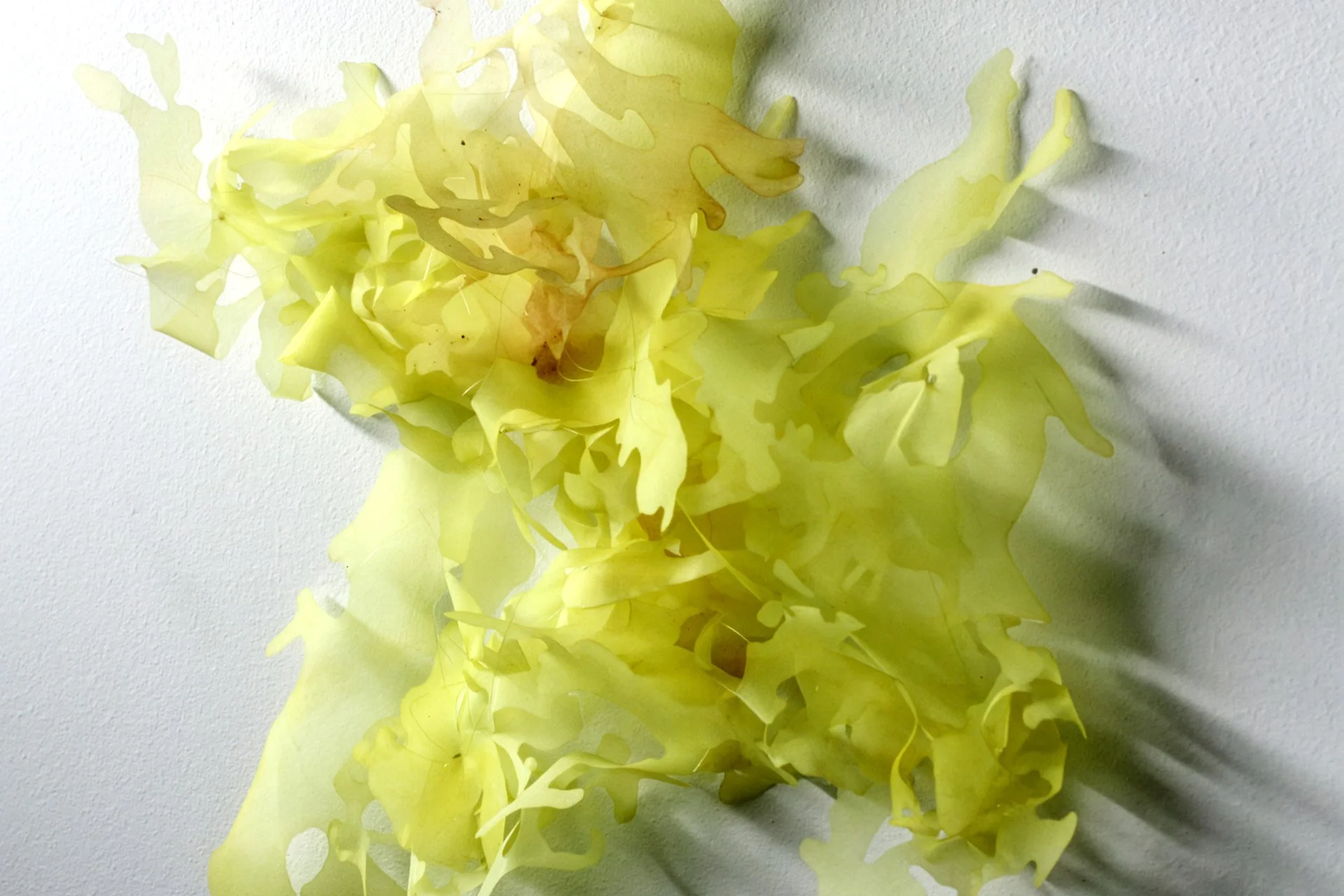 Orolinova-Lichens05.jpg