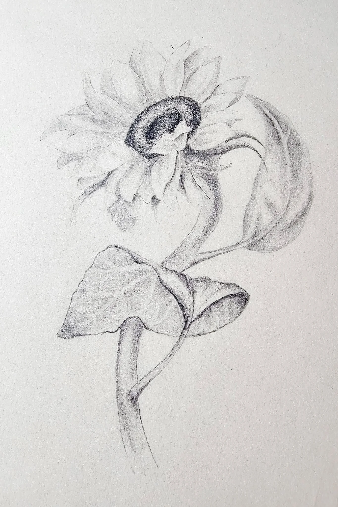 Orolinova-sunflower12-2.jpg