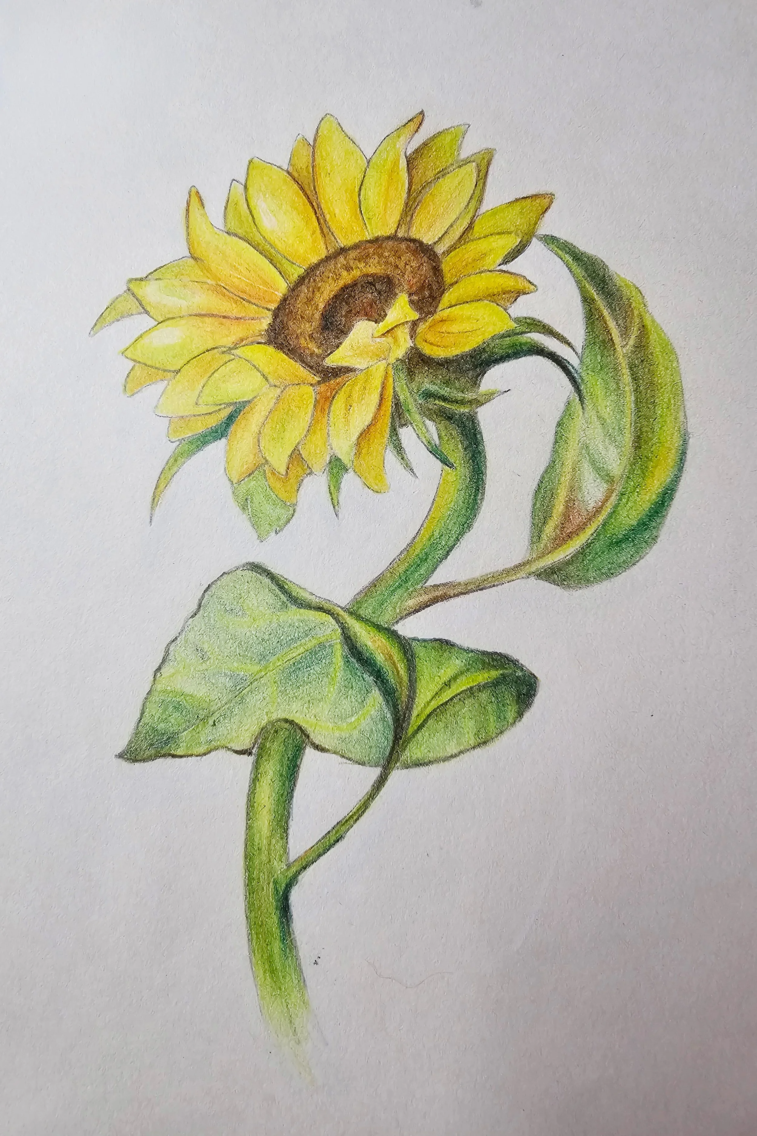 Orolinova-sunflower11-2.jpg
