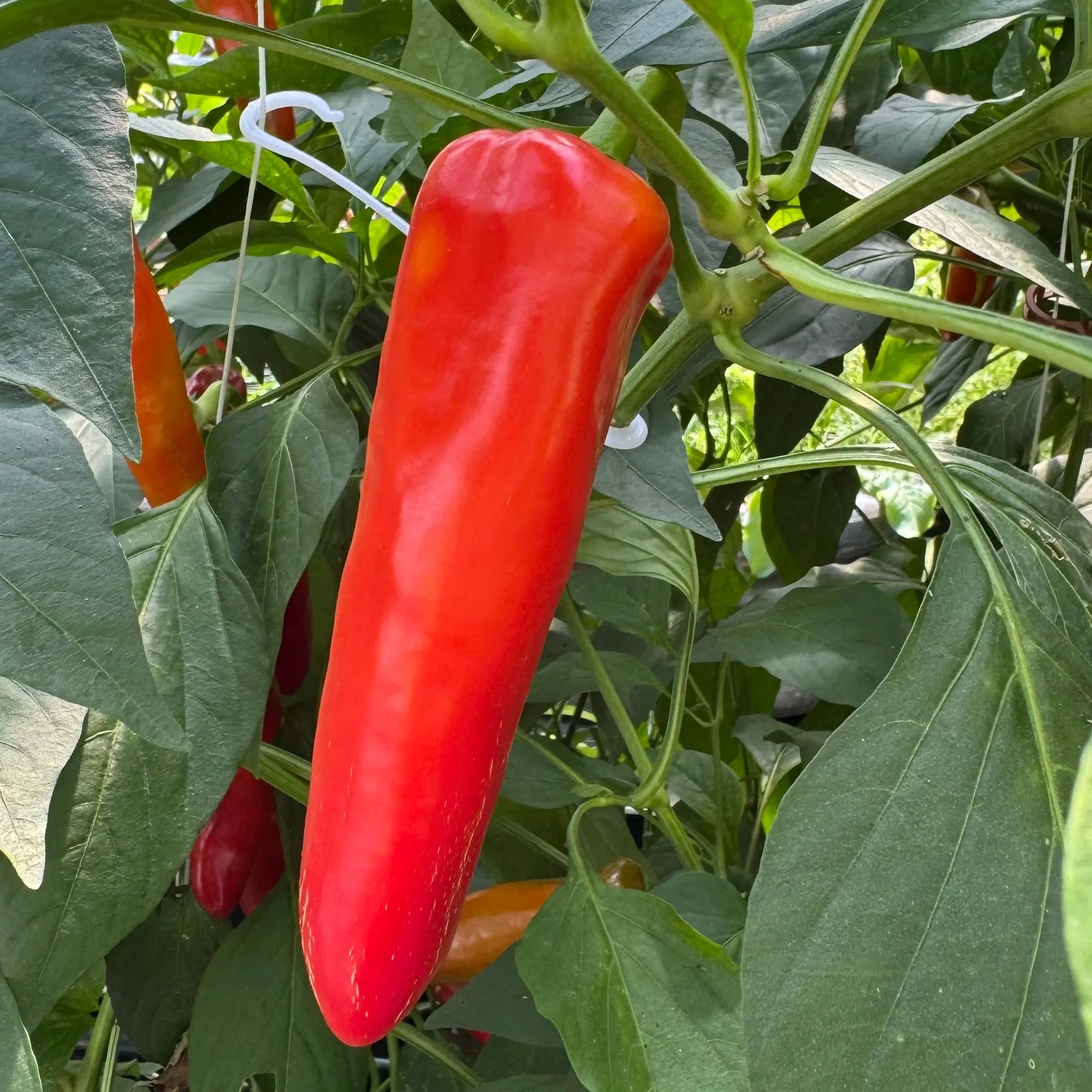 Hungarian Hot Wax peppers