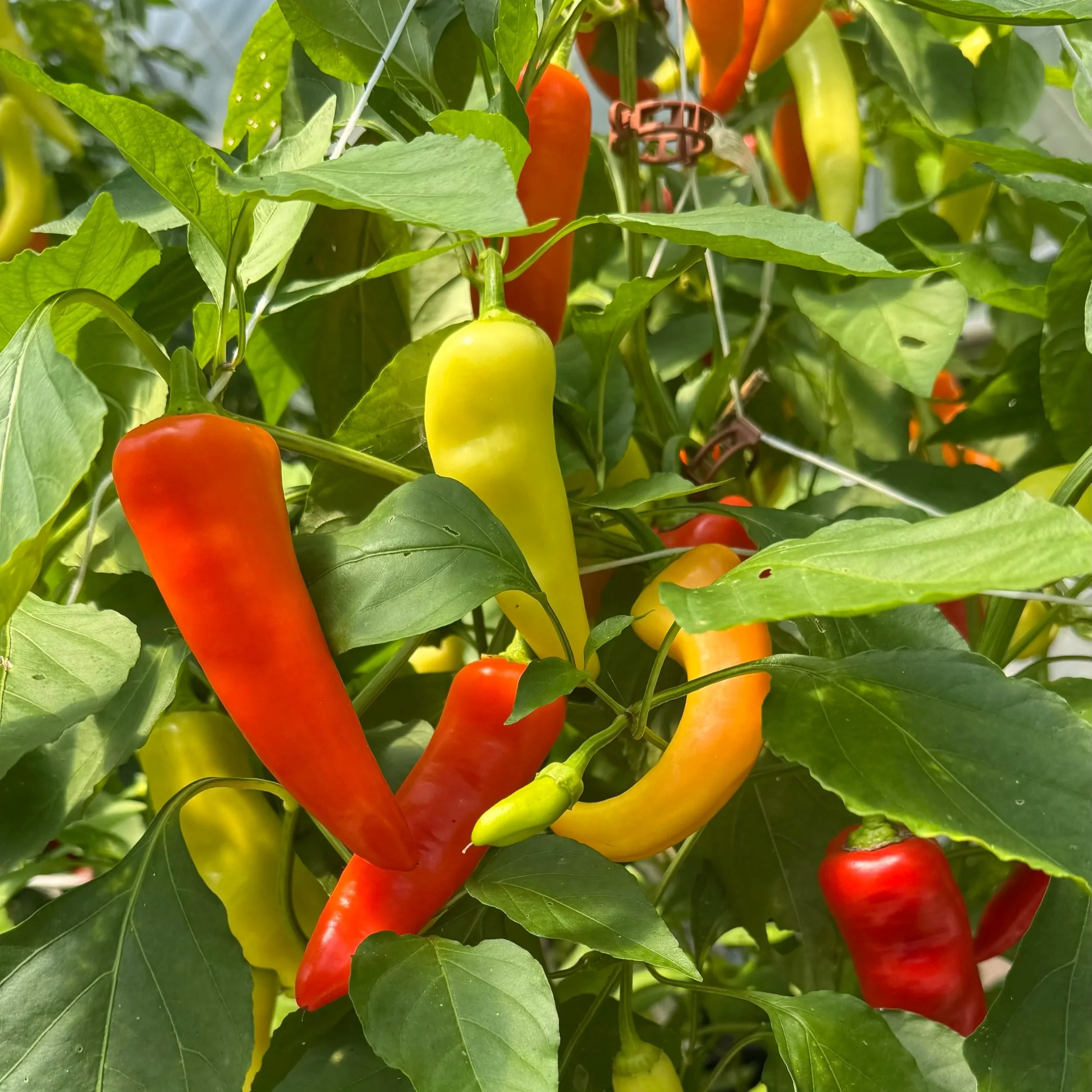 Fresh Banana Peppers
