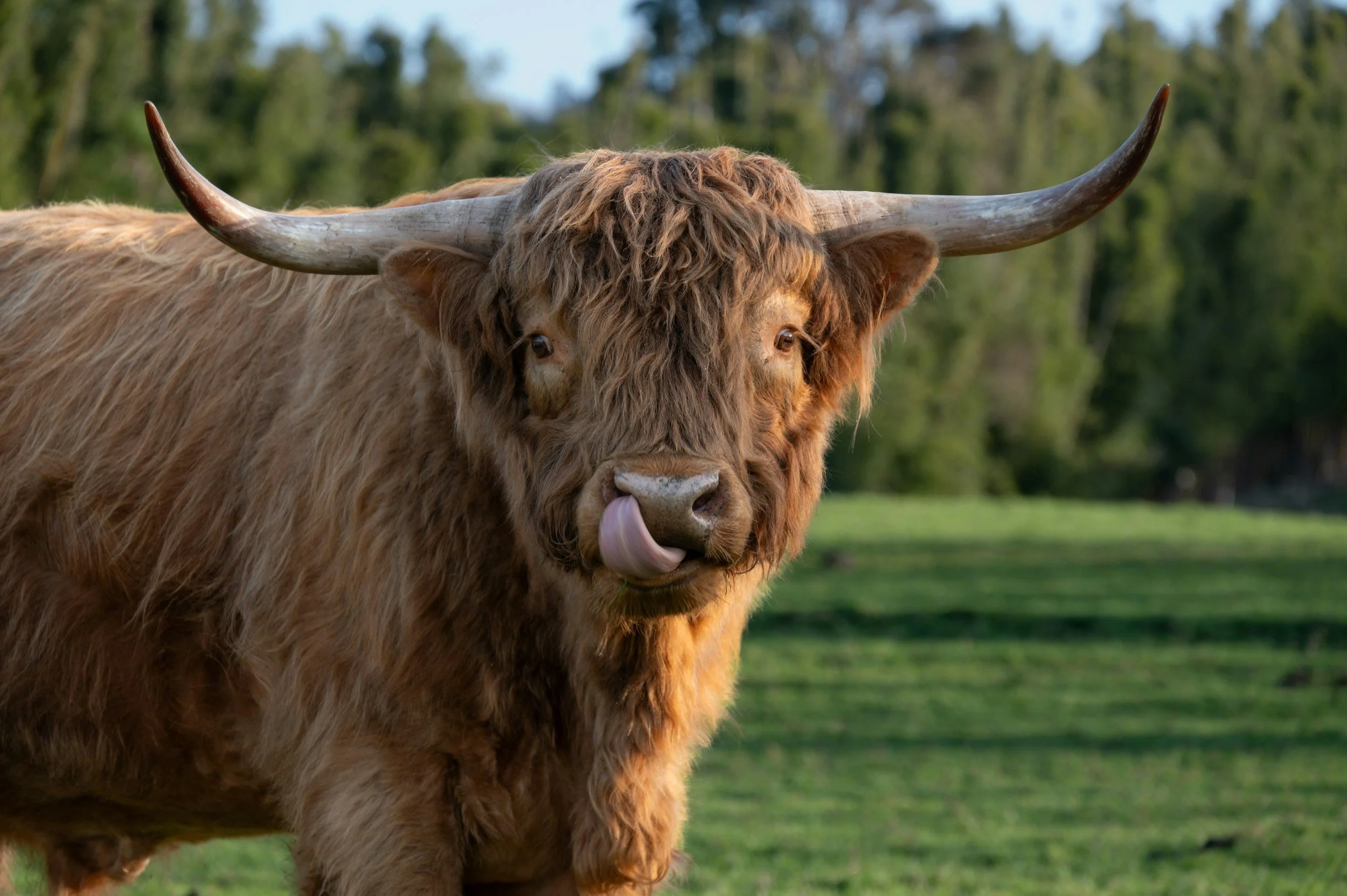 A Highland cow with long, shaggy, reddish-brown fur and curved horns standing outdoors on a grassy field with blurred green trees in the background.