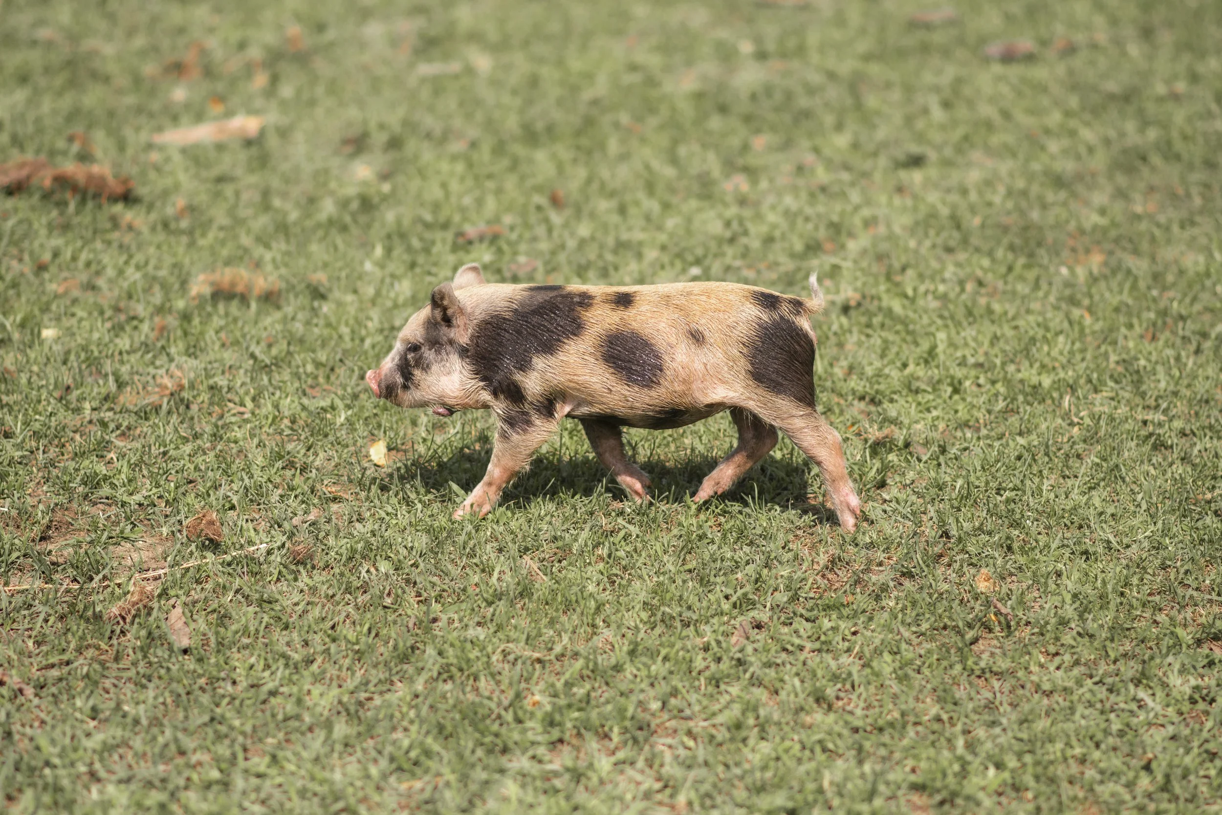 Teacup Piglets