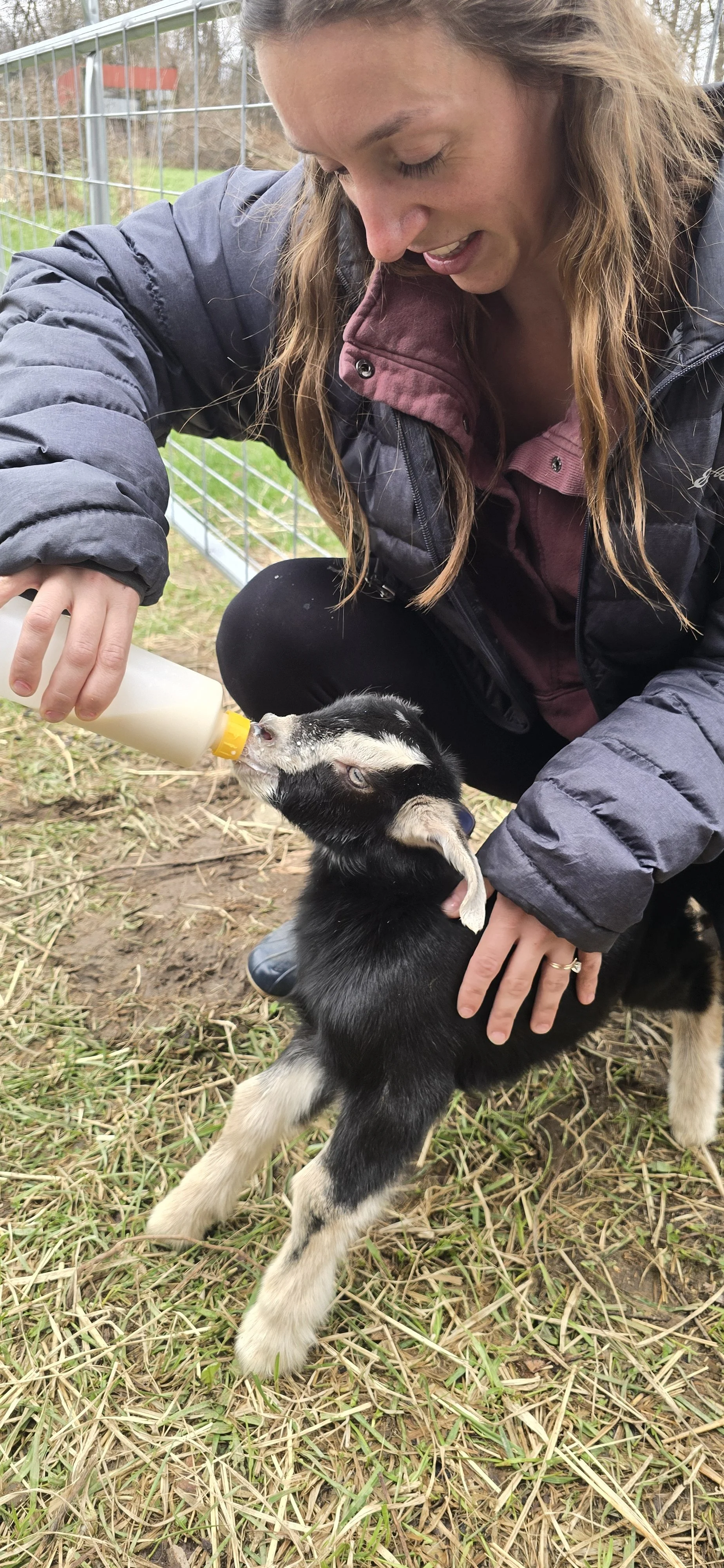 Nubian Milk Goat Doeling