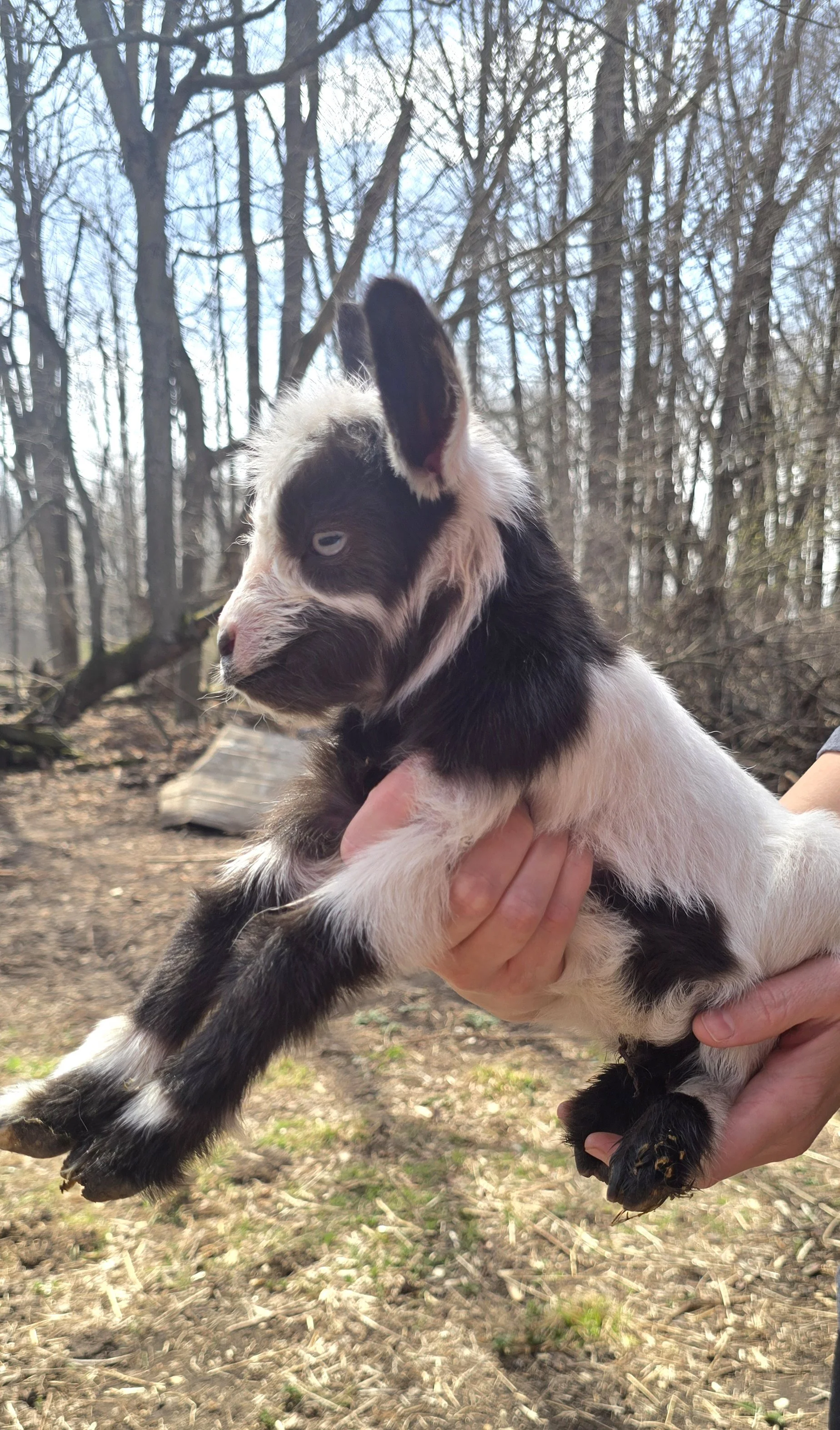 Mini Silky Fainting Goat Buckling