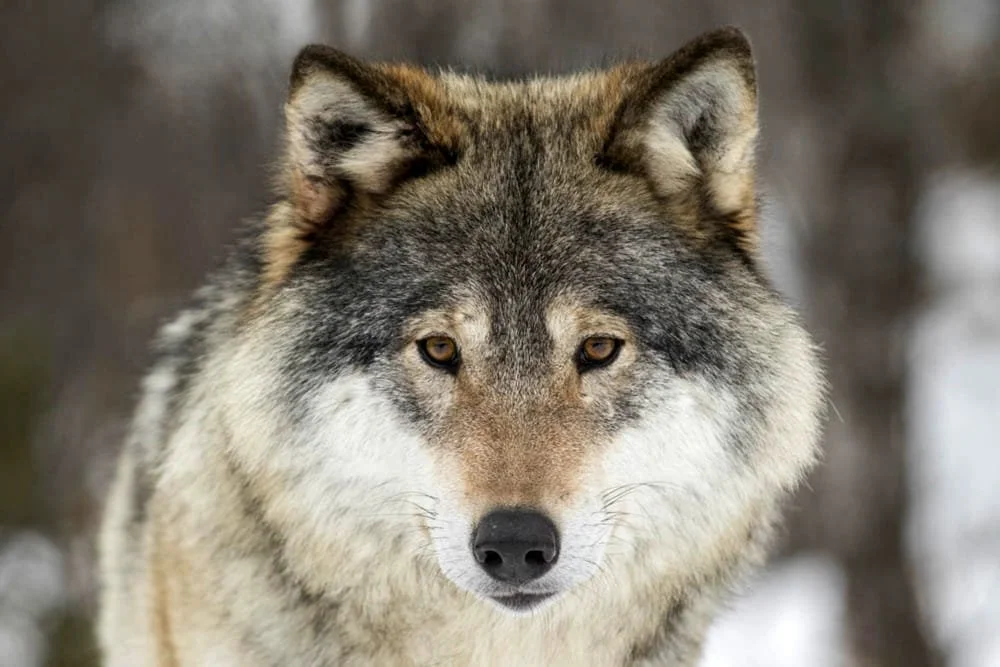 Animal Spirit Guides