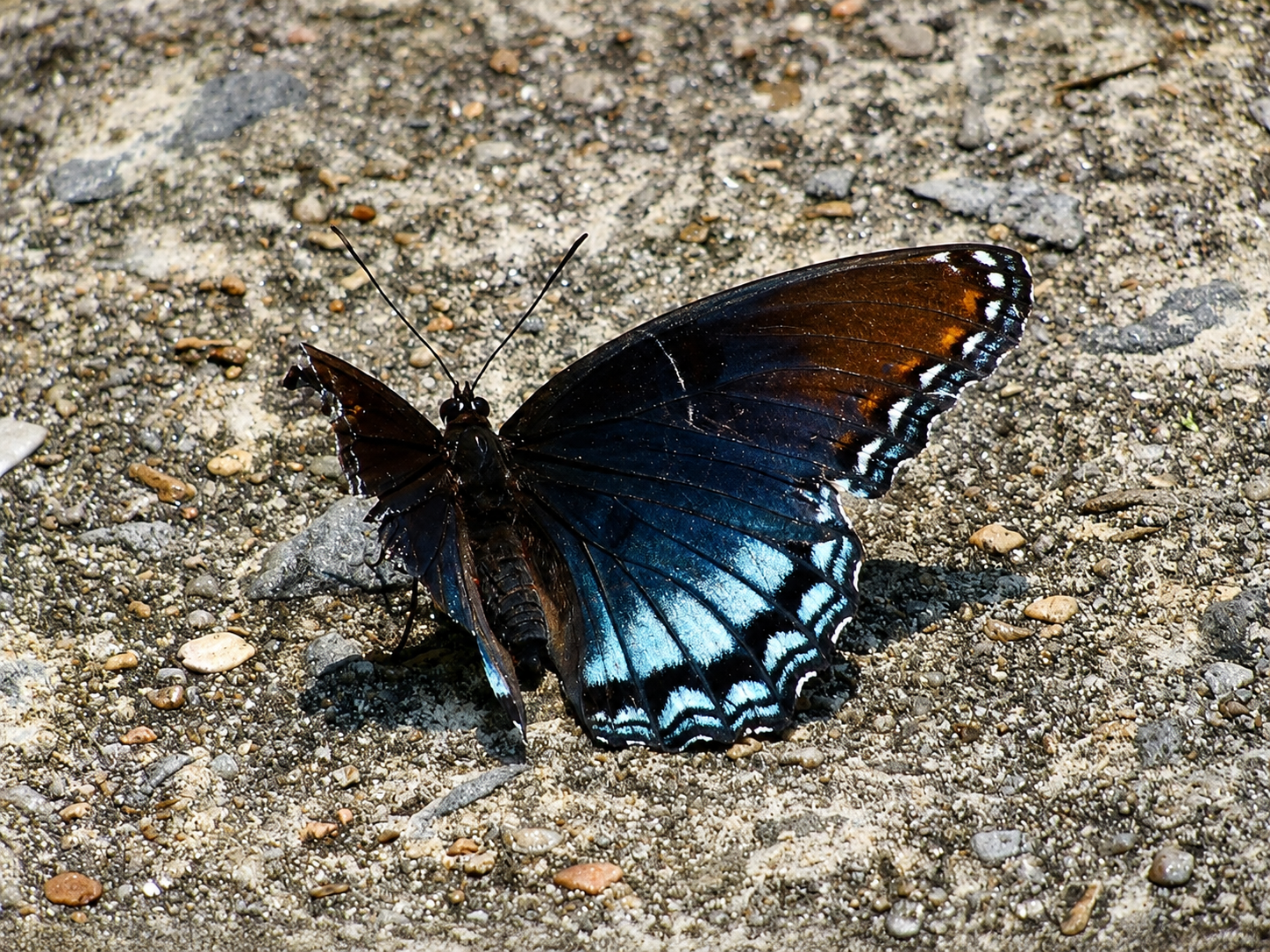 One Winged Butterfly