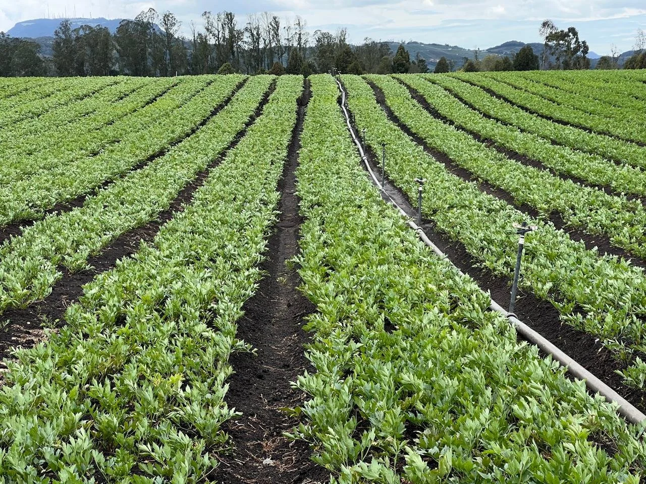 Cultivo de hortalizas verdes con sistema de riego por aspersión en un campo agrícola.