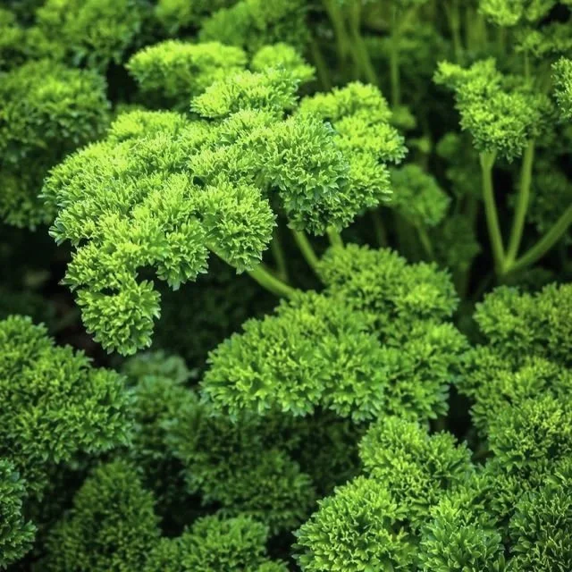 Hojas verdes de perejil con gotas de agua en su superficie.