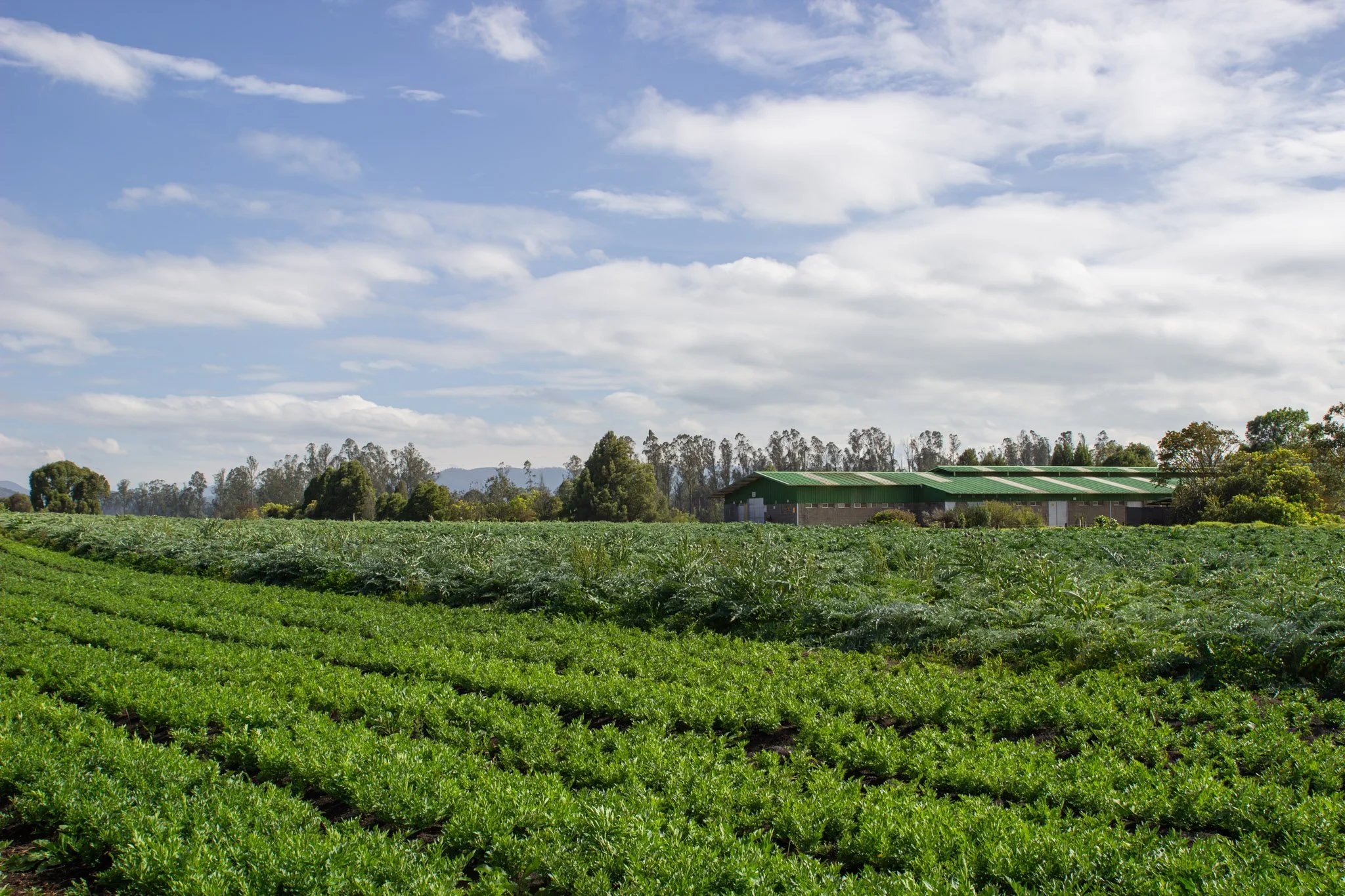 Campo agrícola cultivado con hortalizas. Planta de deshidratación y procesamiento al fondo. Apio de monte. Prodeshidratados. Lovage. Maggi Herb