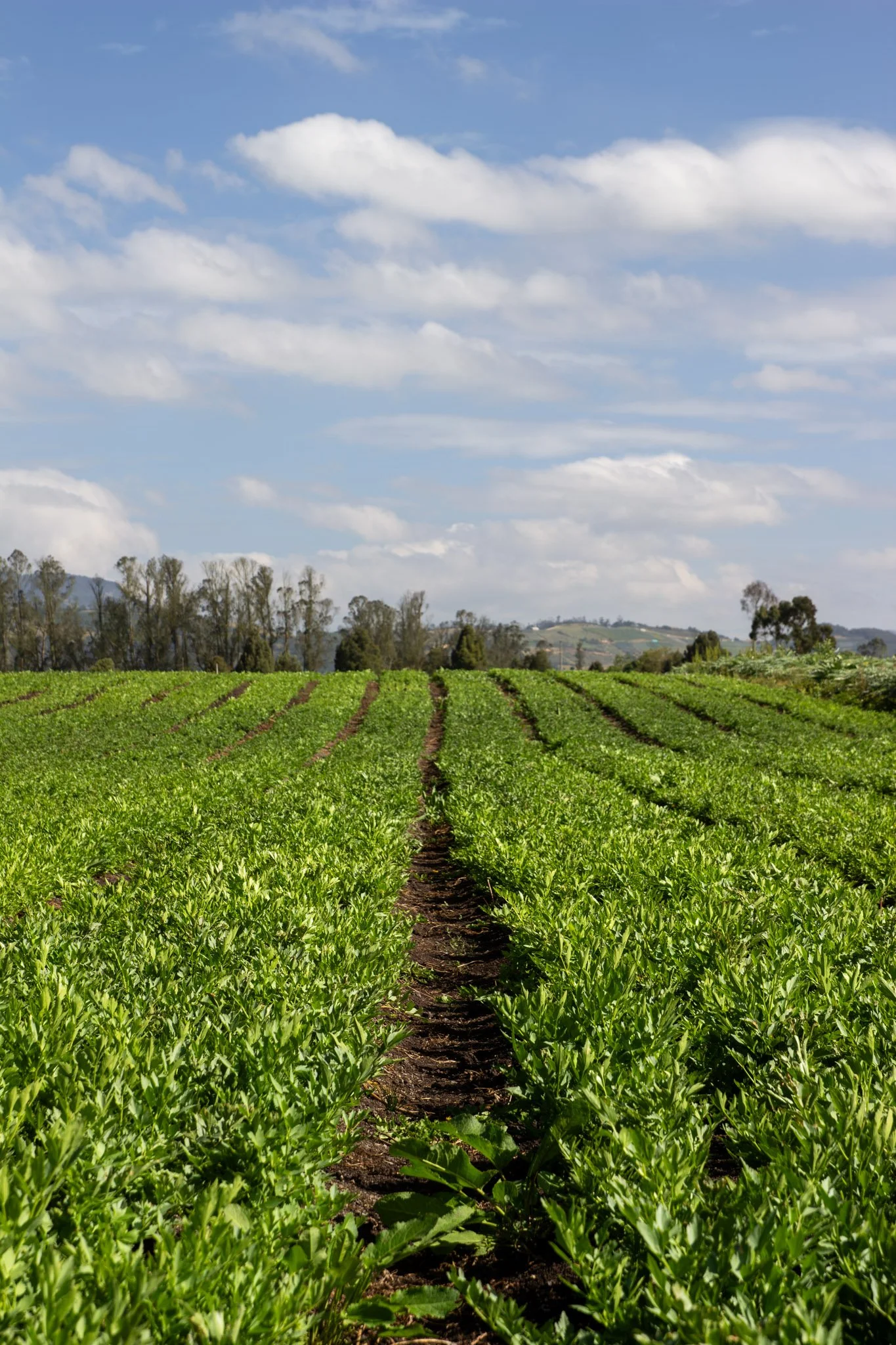 Campos agrícolas con filas de apio de monte.