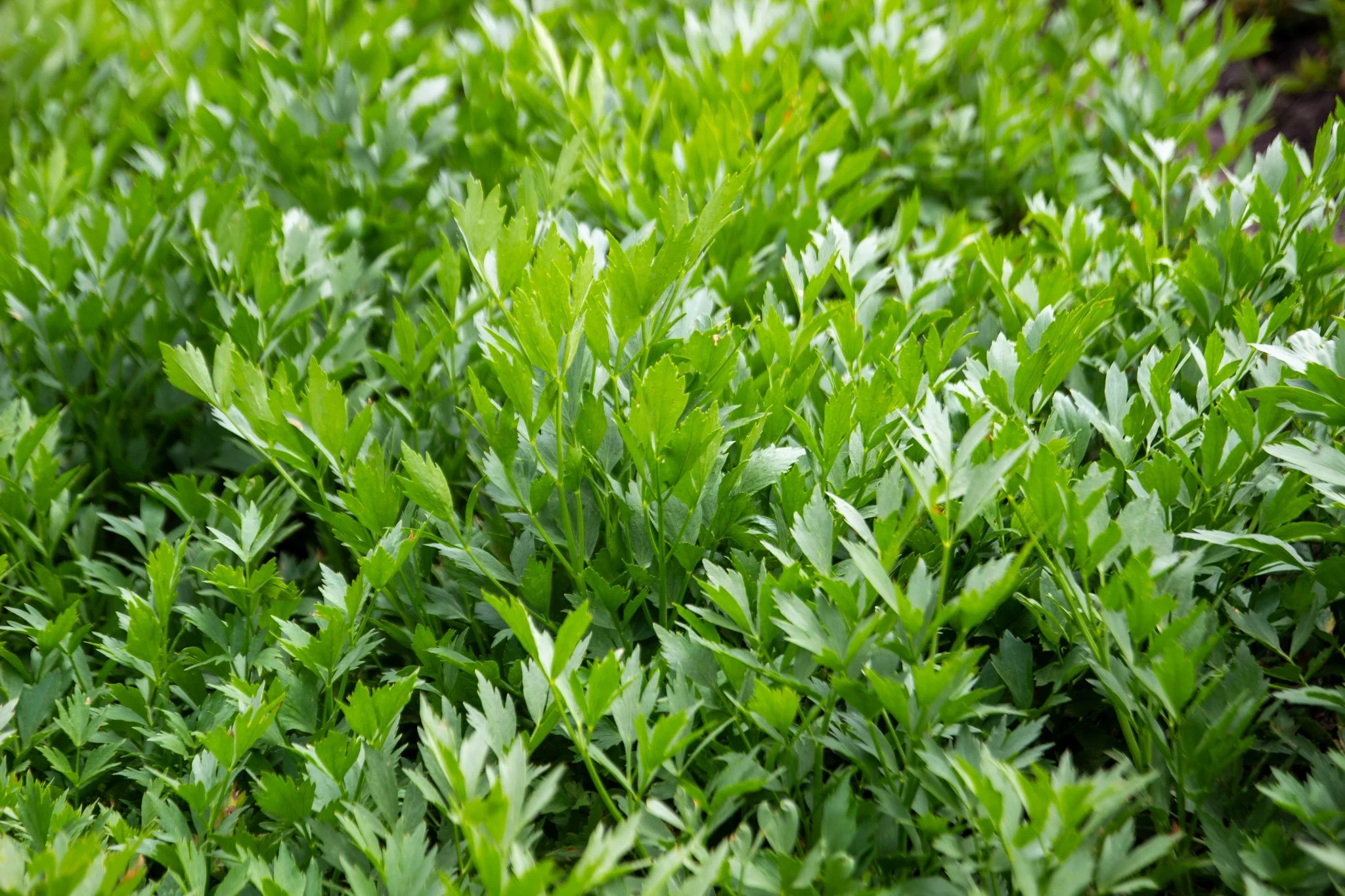 Hojas verdes de planta con bordes dentados.