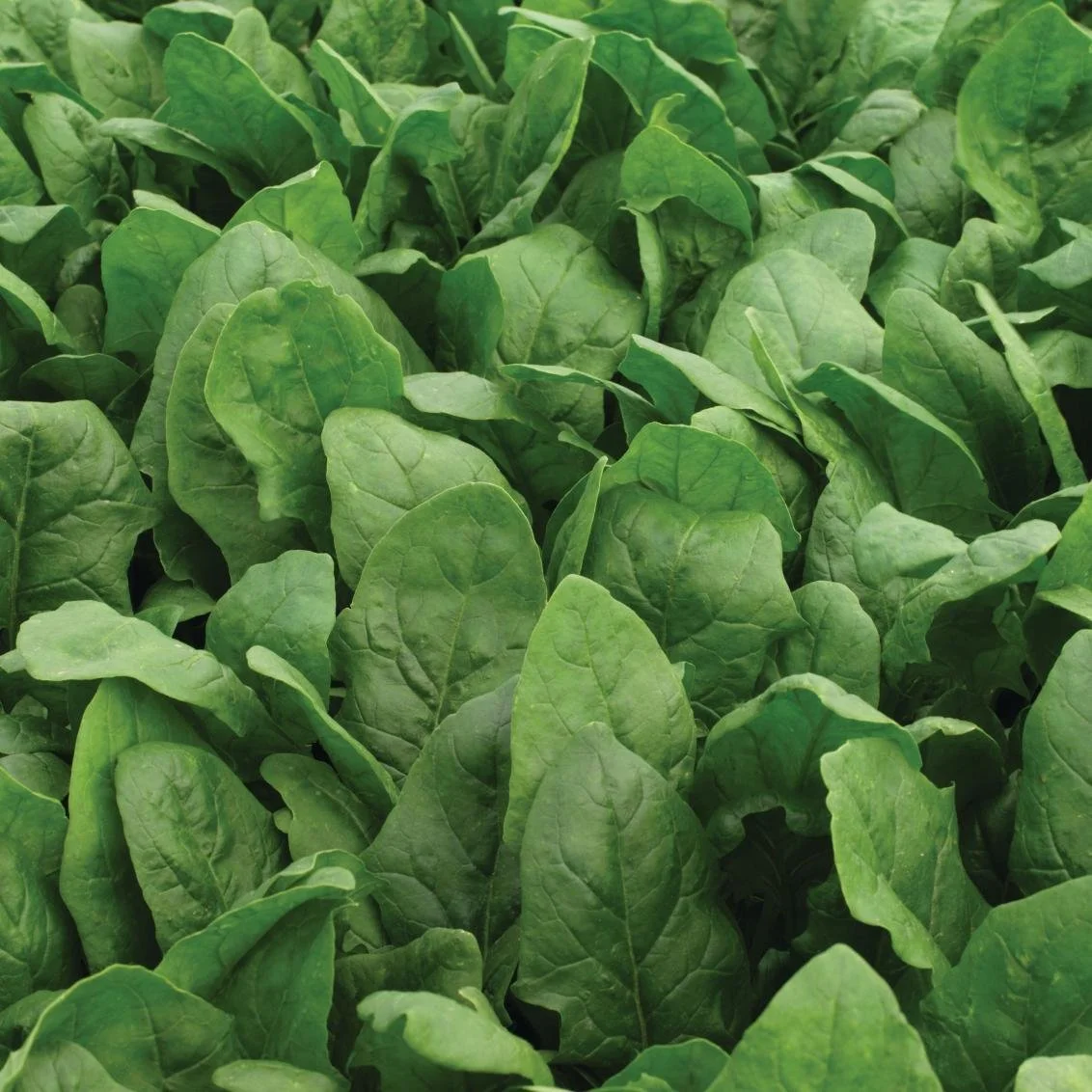 Ramas de hojas verdes de lechuga o espinaca.