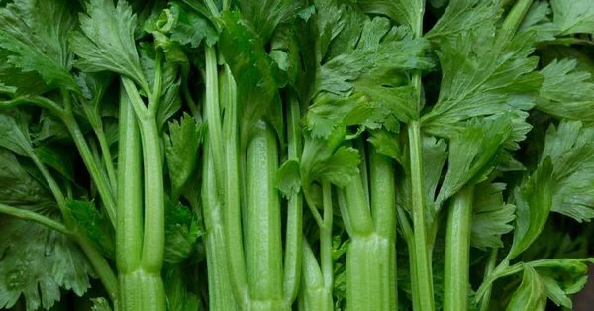 Fotografía de plantas verdes con hojas pequeñas y detalladas.