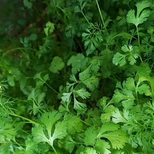 Hojas verdes de cilantro creciendo en la tierra.