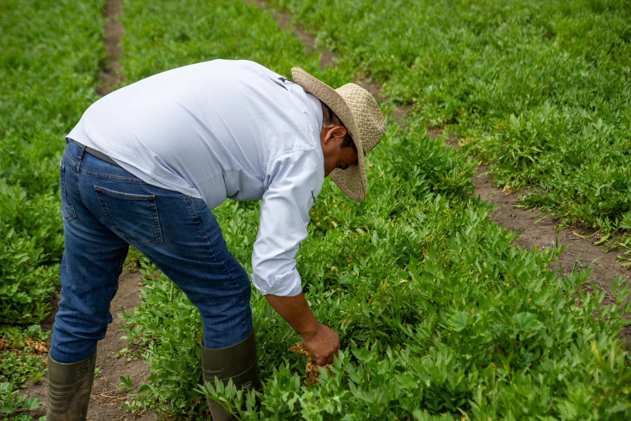 Hombre cultivando plantas verdes en un campo agrícola con botas de goma y sombrero de paja.