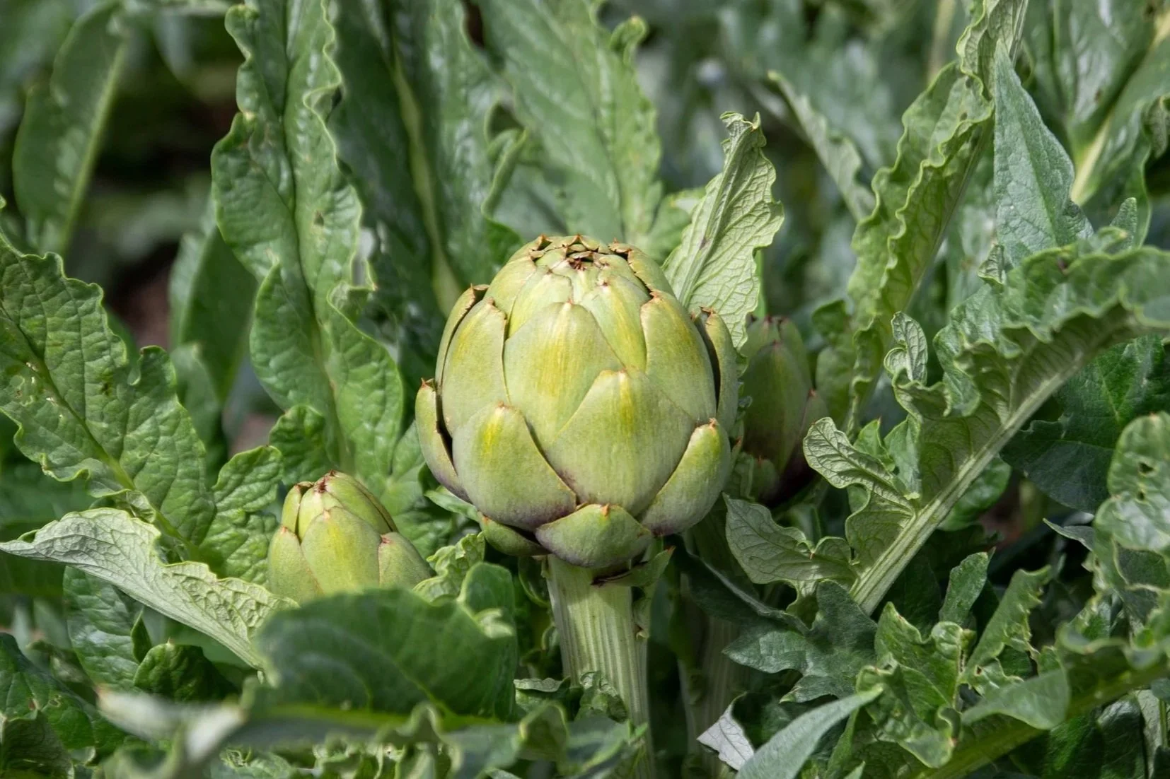 Alcachofa