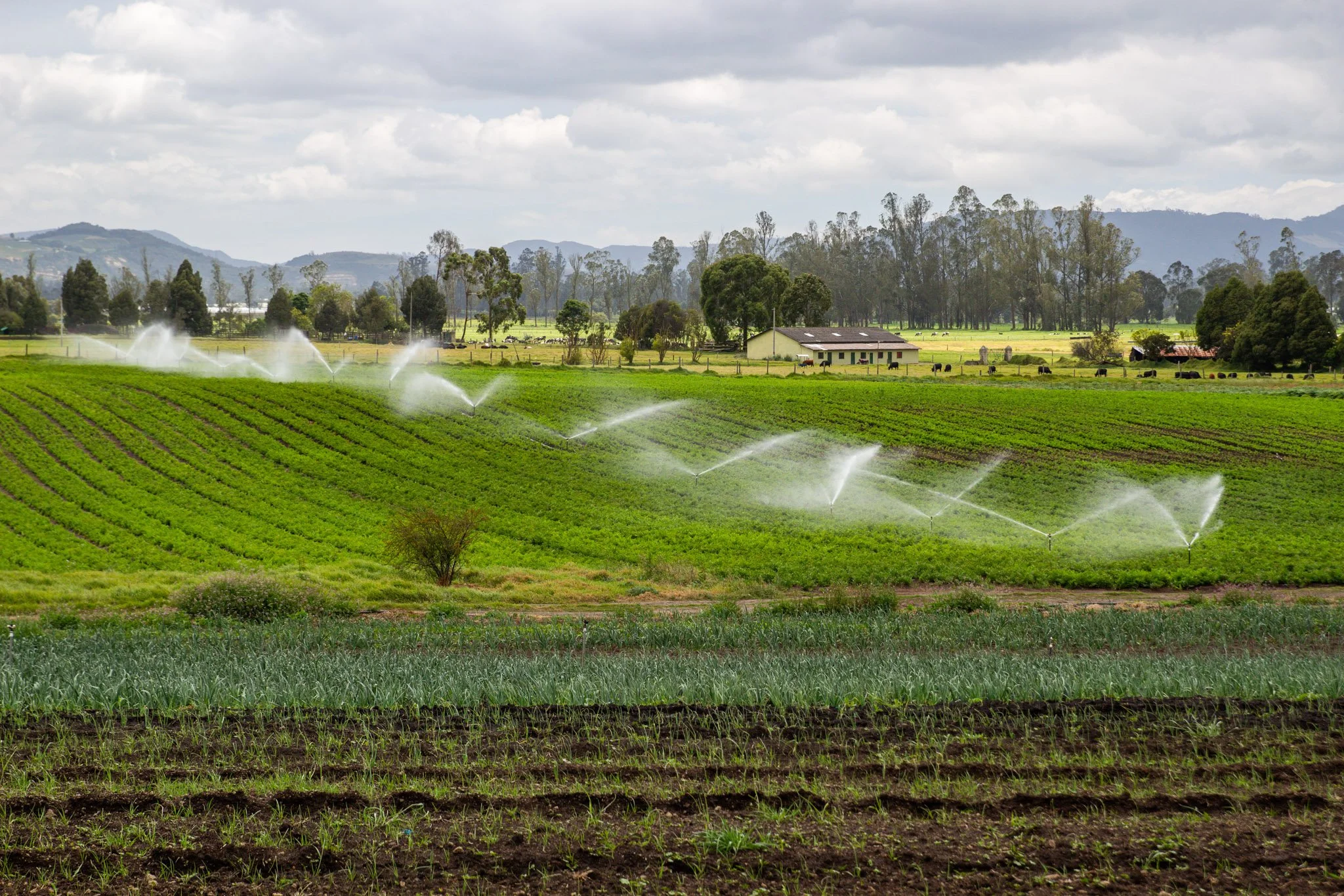 Campo agrícola con sistemas de riego por aspersores en funcionamiento, árboles y casas rurales en un paisaje de colinas y vegetación en un día nublado.