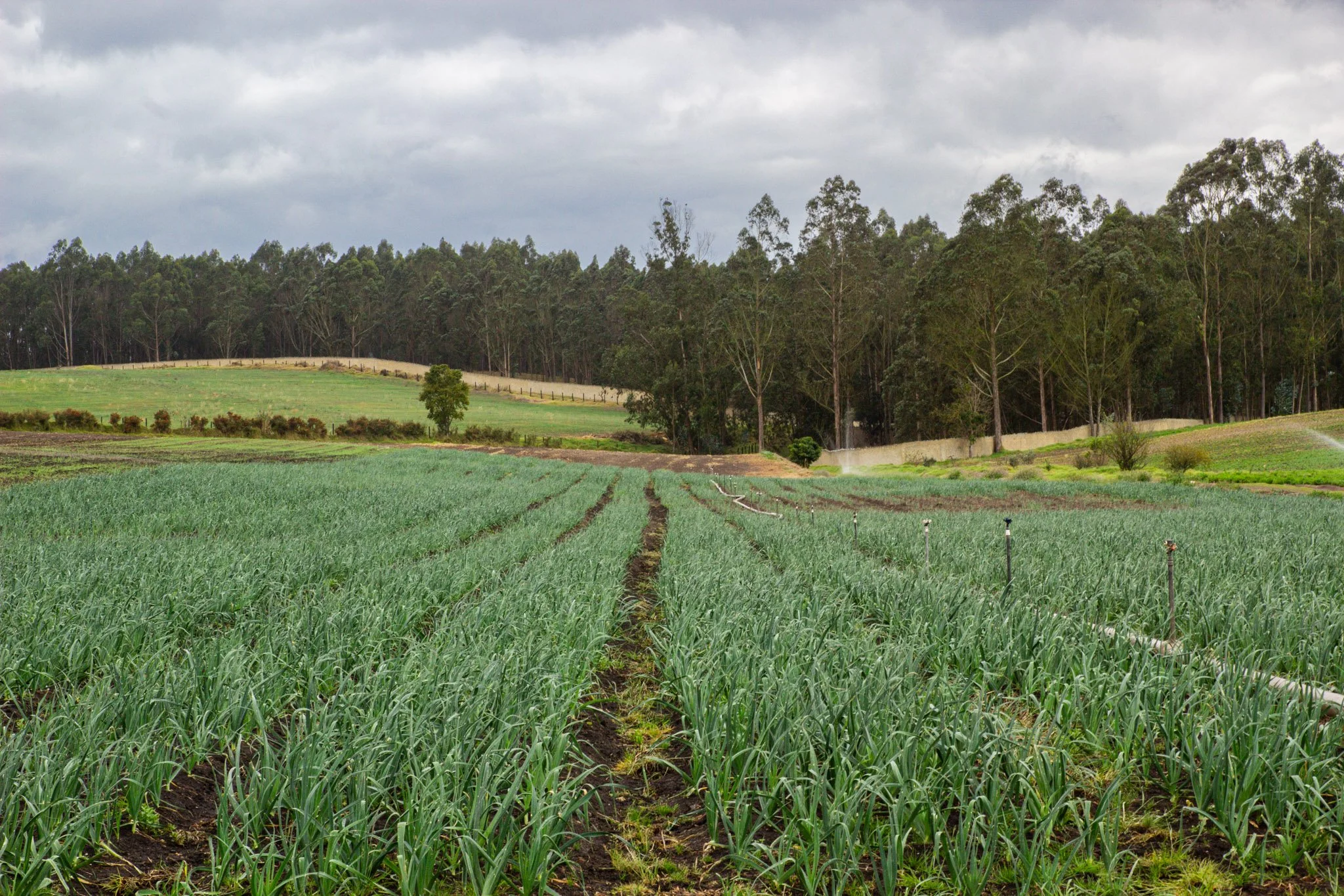 Campos de cultivo con plantas verdes en primer plano y un bosque de árboles en el fondo, cielo nublado.