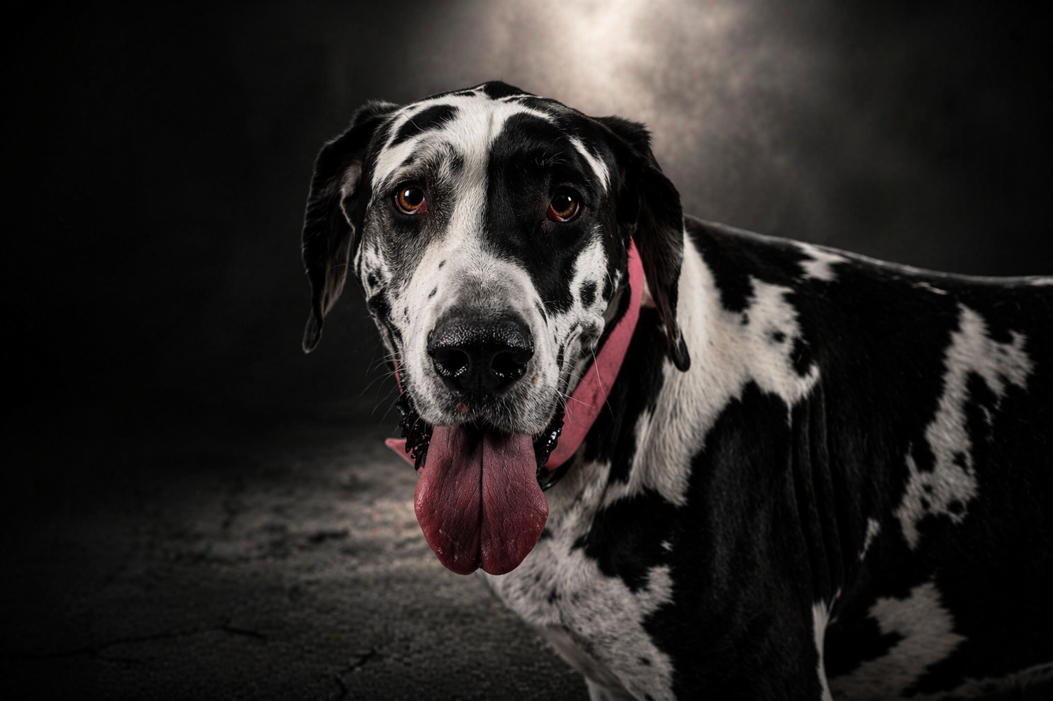 A large black and white Great Dane dog with a pink collar, mouth open and tongue hanging out, on a dark background.