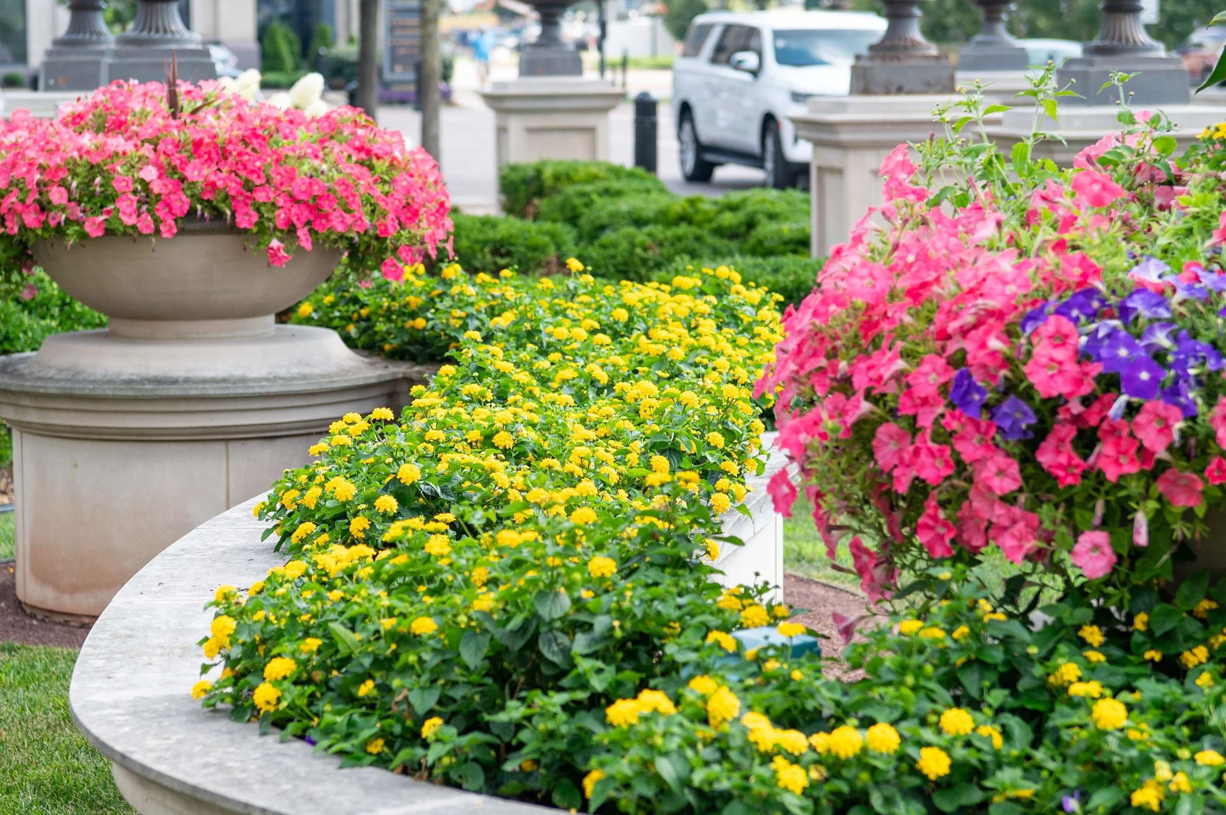 Flowers in large stone planters on a city sidewalk with cars and pedestrians in the background.