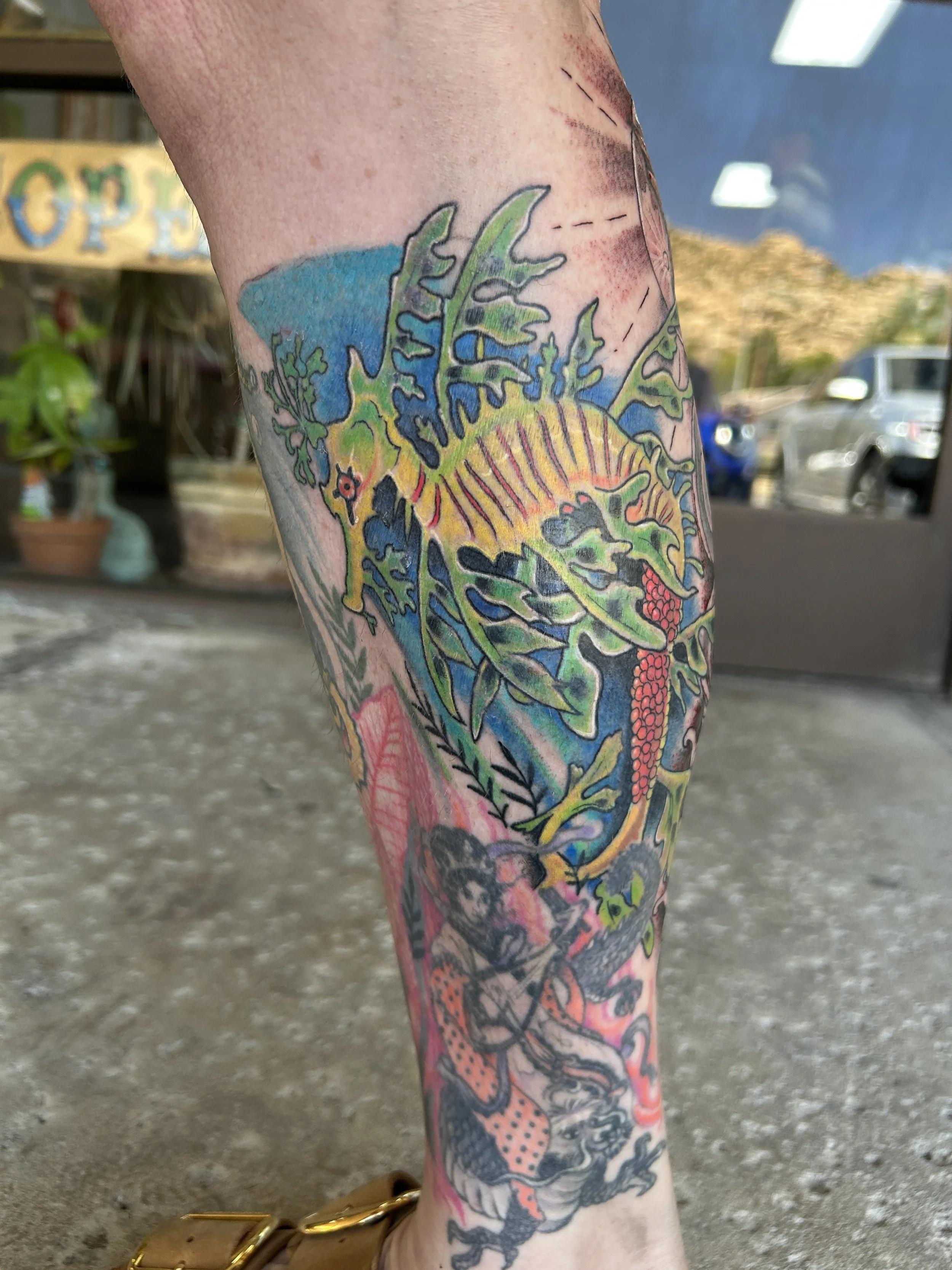 Leafy Sea Dragon