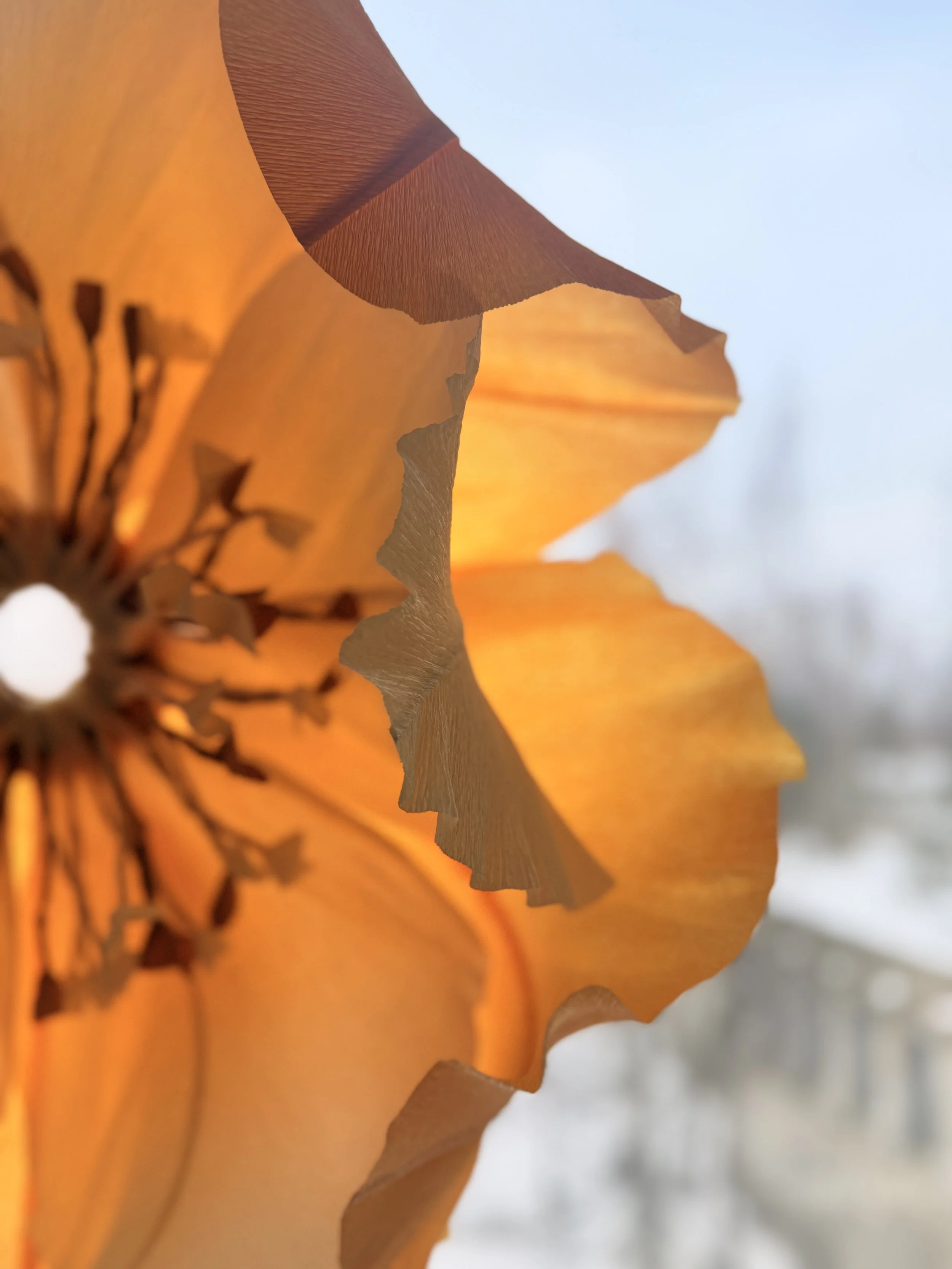 Close-up of an orange flower's petal with intricate details and a blurred background.