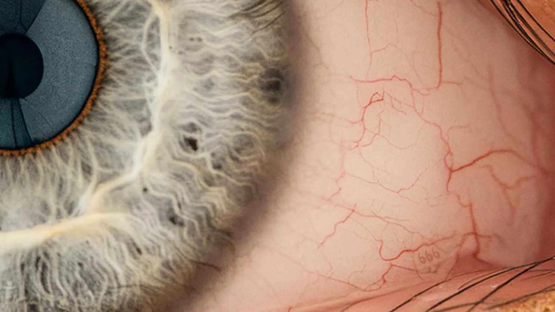 Close-up of a gray cat's eye showing intricate details of the iris and a cat's nose, along with a human eye showing blood vessels, creating a striking comparison.