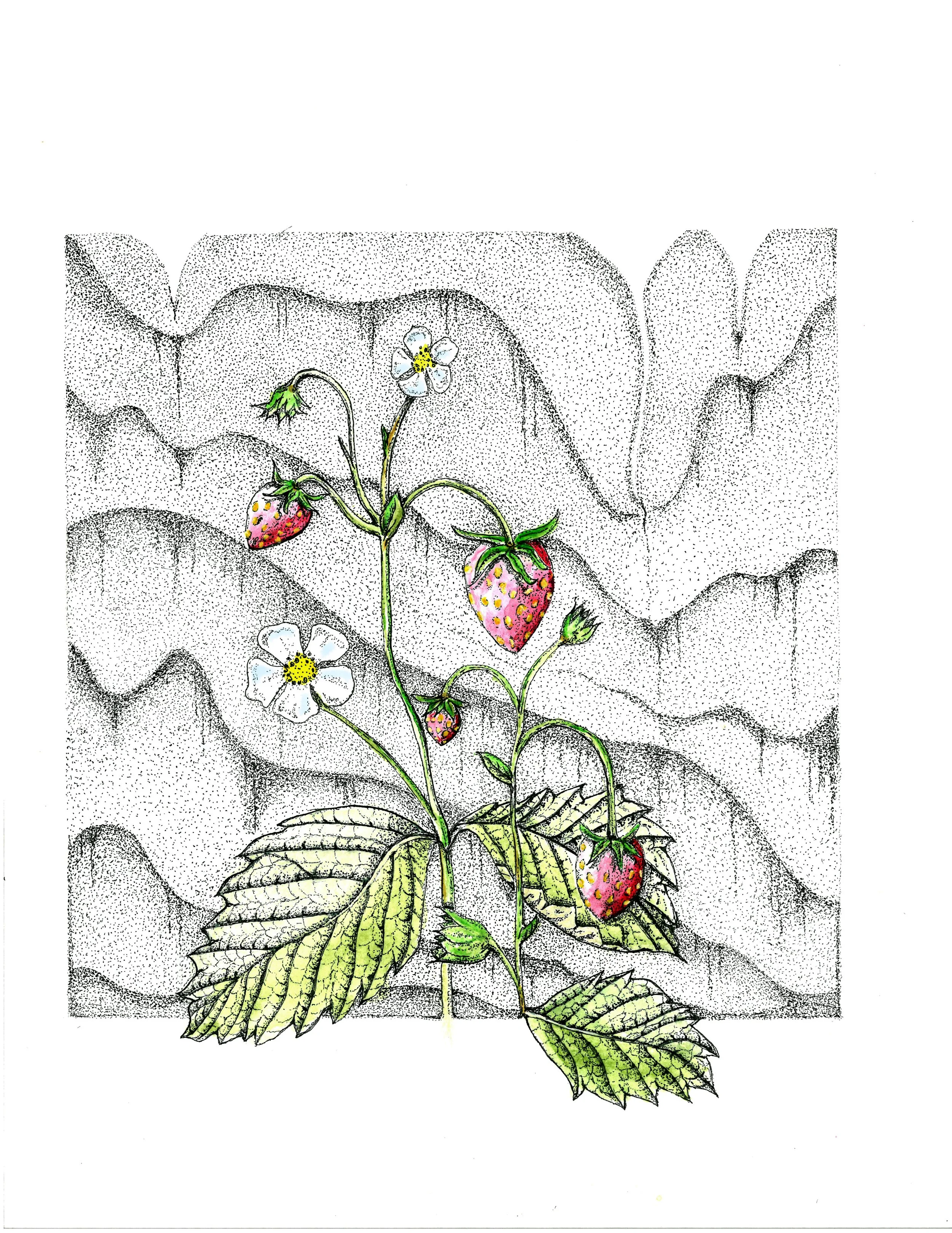 Strawberries.jpg