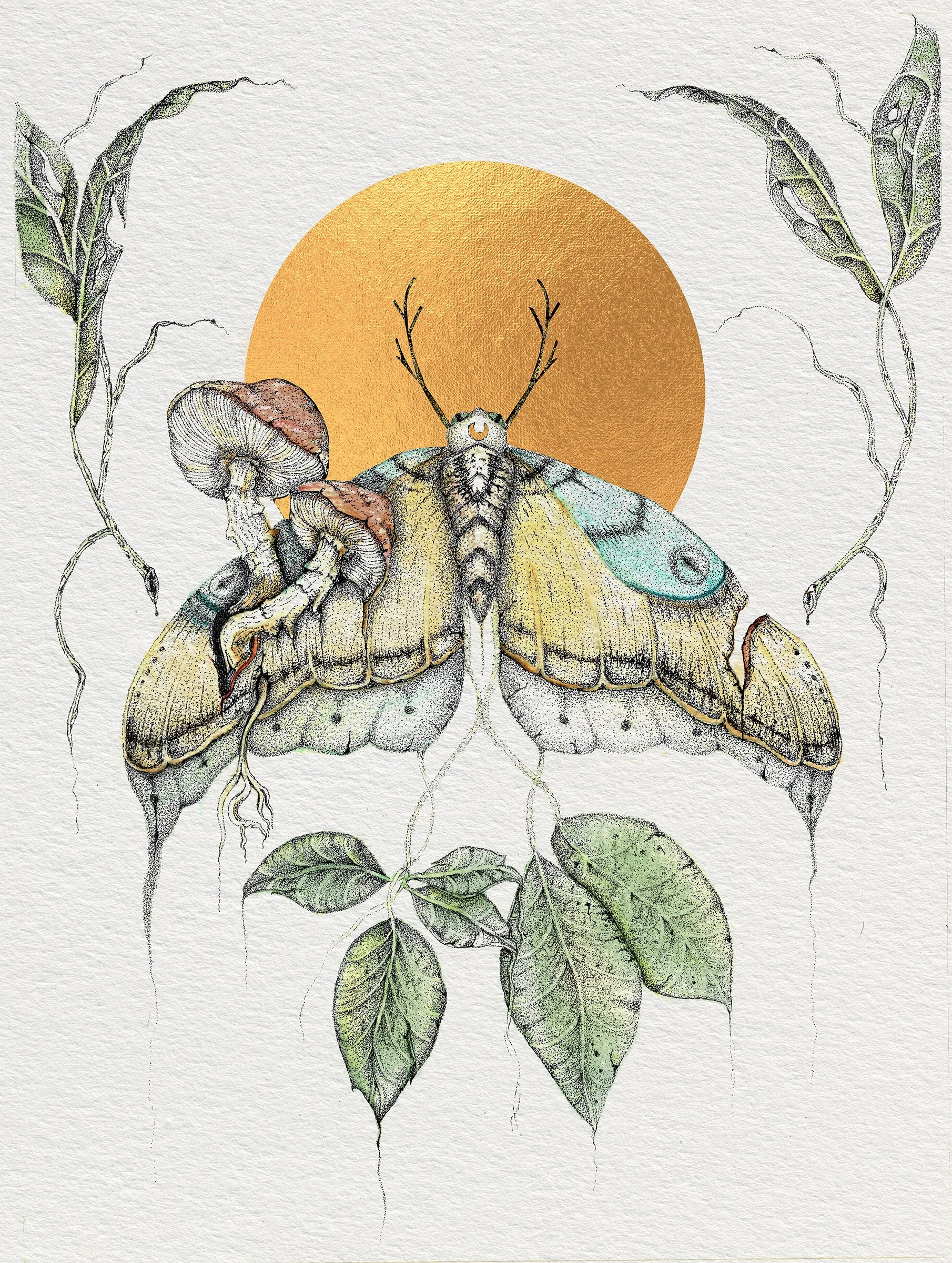 Moth.jpg
