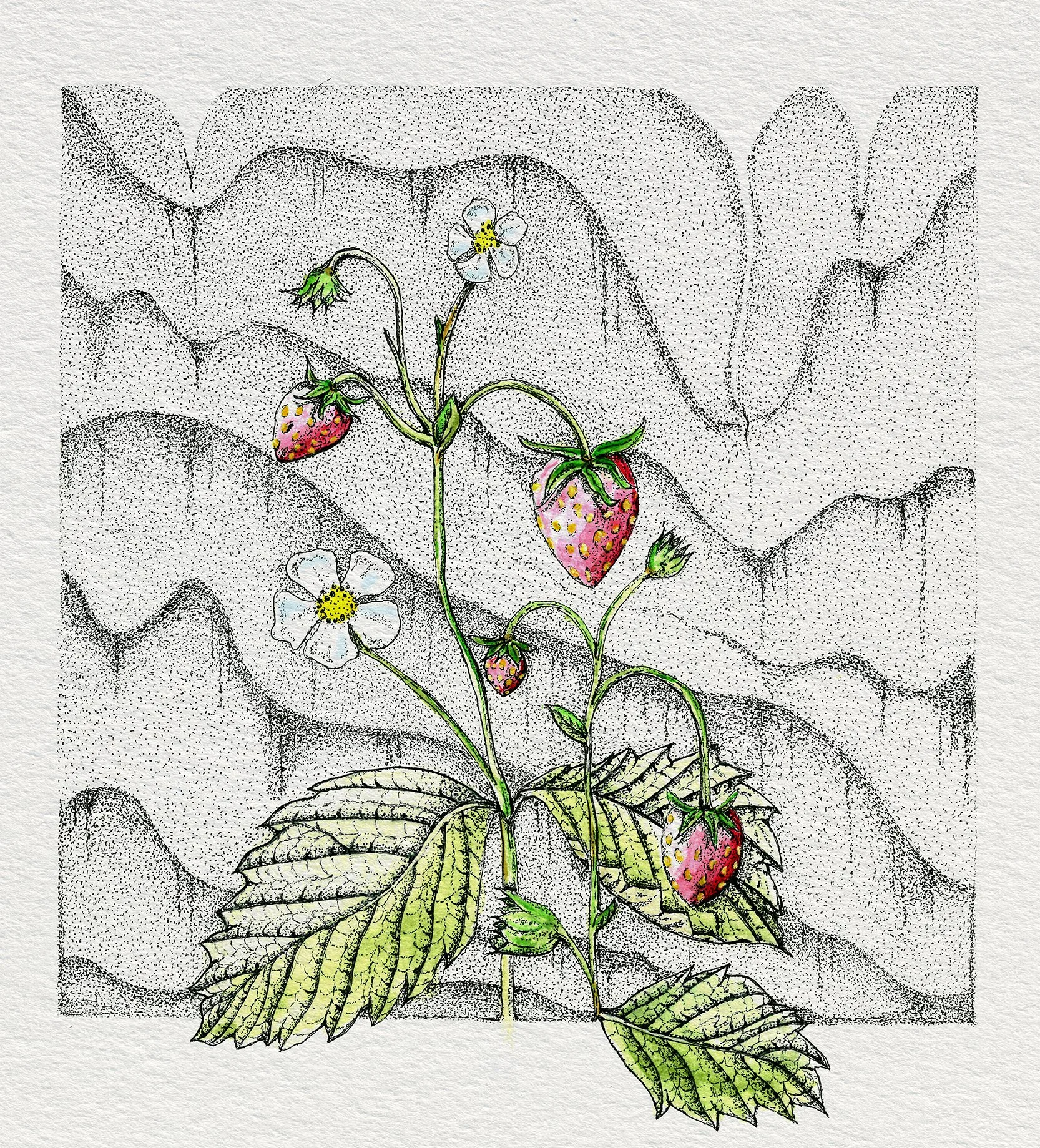 Strawberry Fields