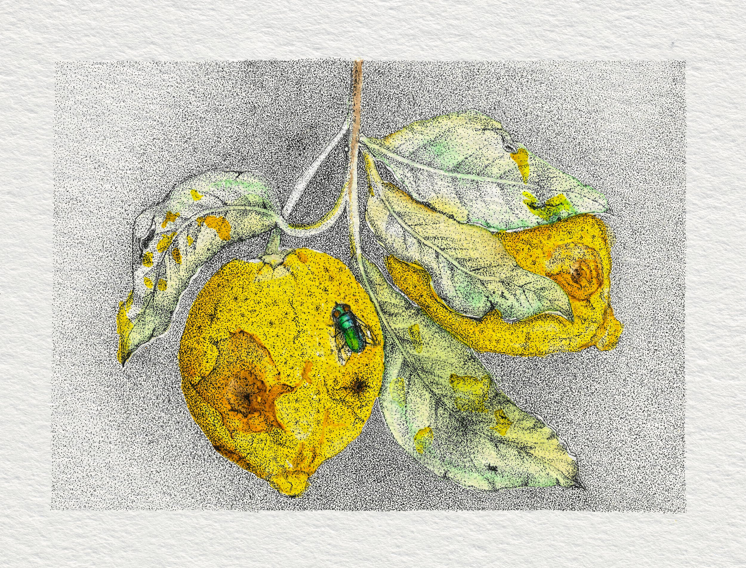 Beneath the Rind