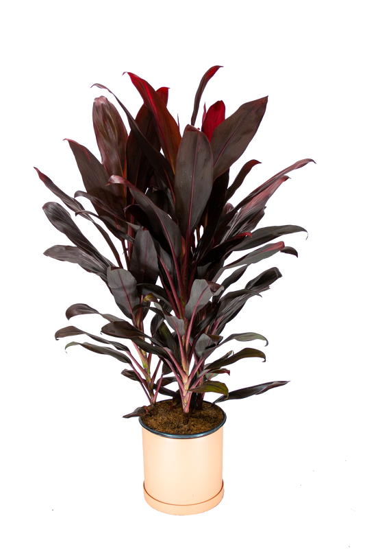 cordyline-red-sister-in-nice-pot-transparent_orig.png