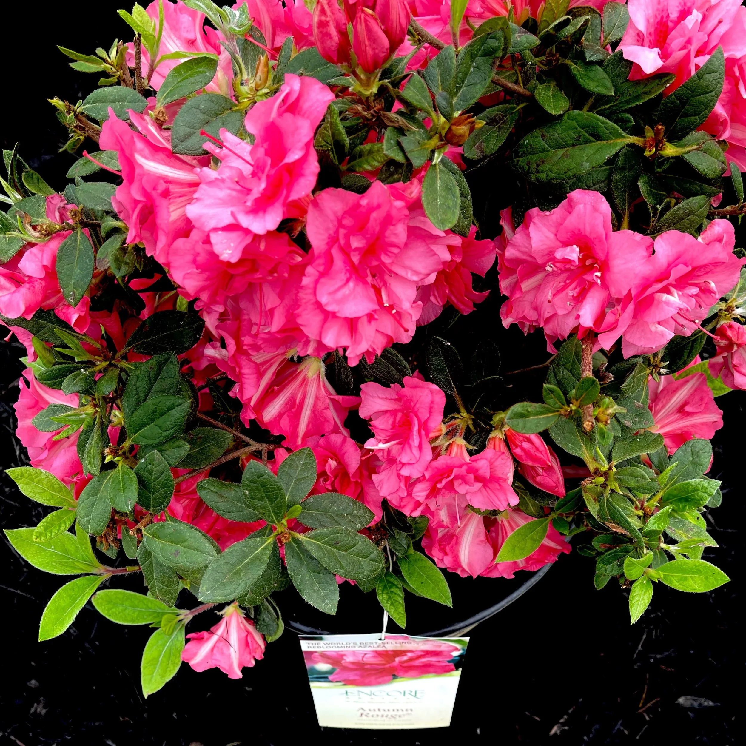 Encore® Azaleas- Autumn Rouge​_.jpeg