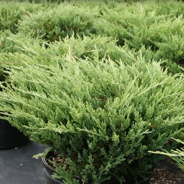 Andorra Compacta Juniper