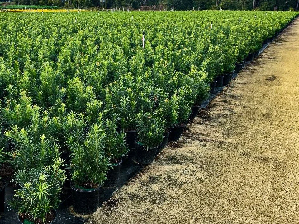Rows of potted cannabis plants growing outdoors on a farm with a dirt path on the right.