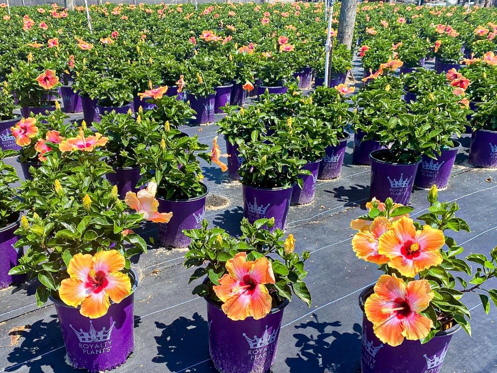Rows of potted hibiscus plants with colorful orange and yellow flowers, planted in purple pots labeled 'Royalty Plants', outdoors on a black ground with sunlight.