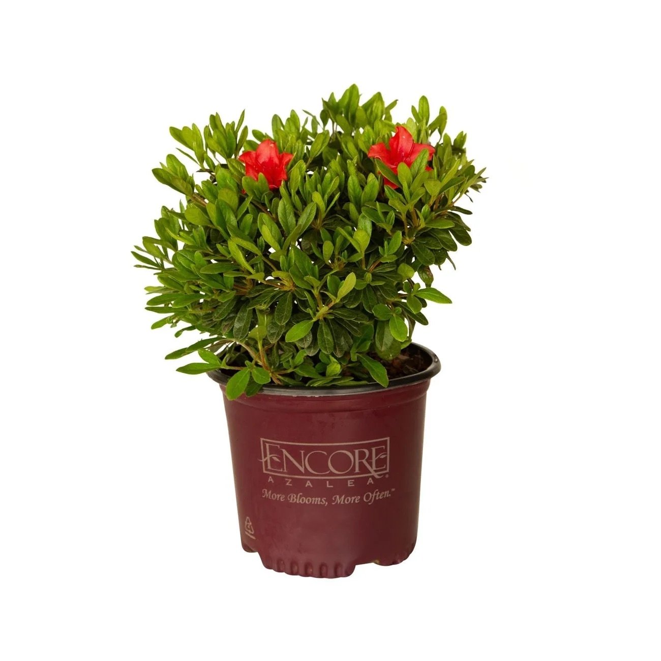 Encore® Azaleas- Autumn Sunset_.jpeg