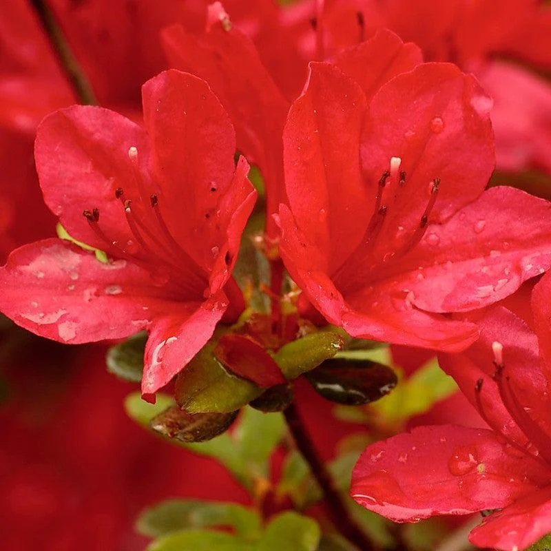 Azalea 'Prize Red'