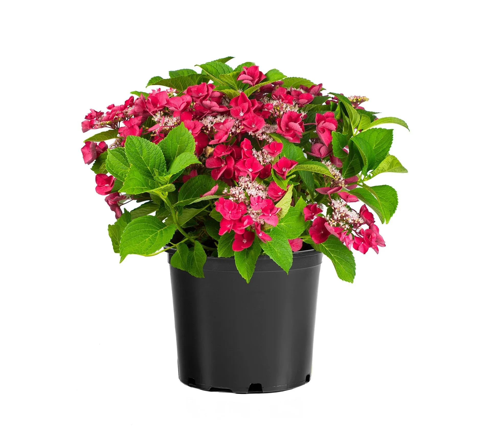 STAR PLANTS: Hydrangea Cherry Explosion
