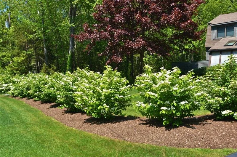 Cold-Hardy vs. Tropical Plants